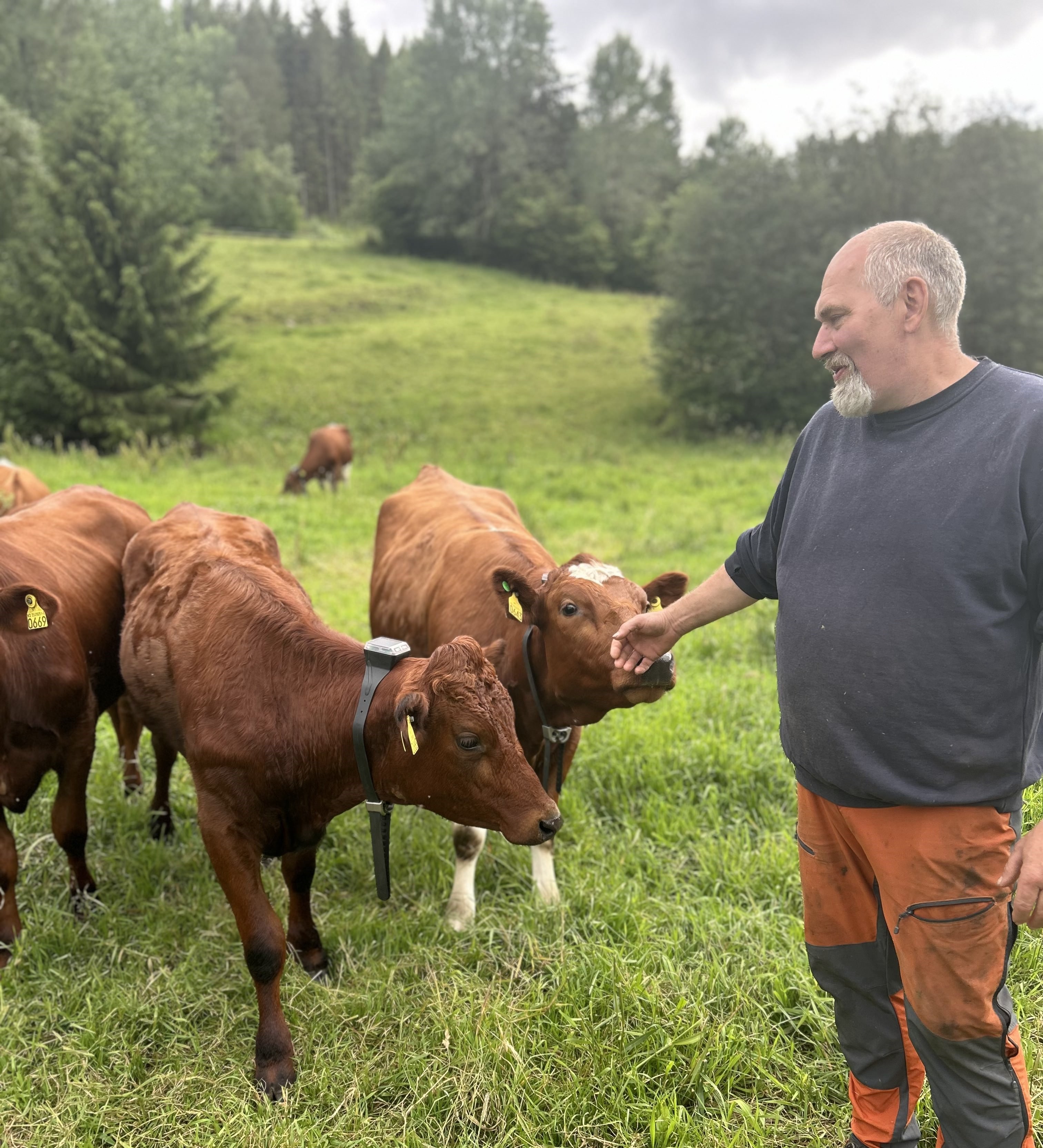 Melkebonden med kyrne sine med virtuelle gjerder