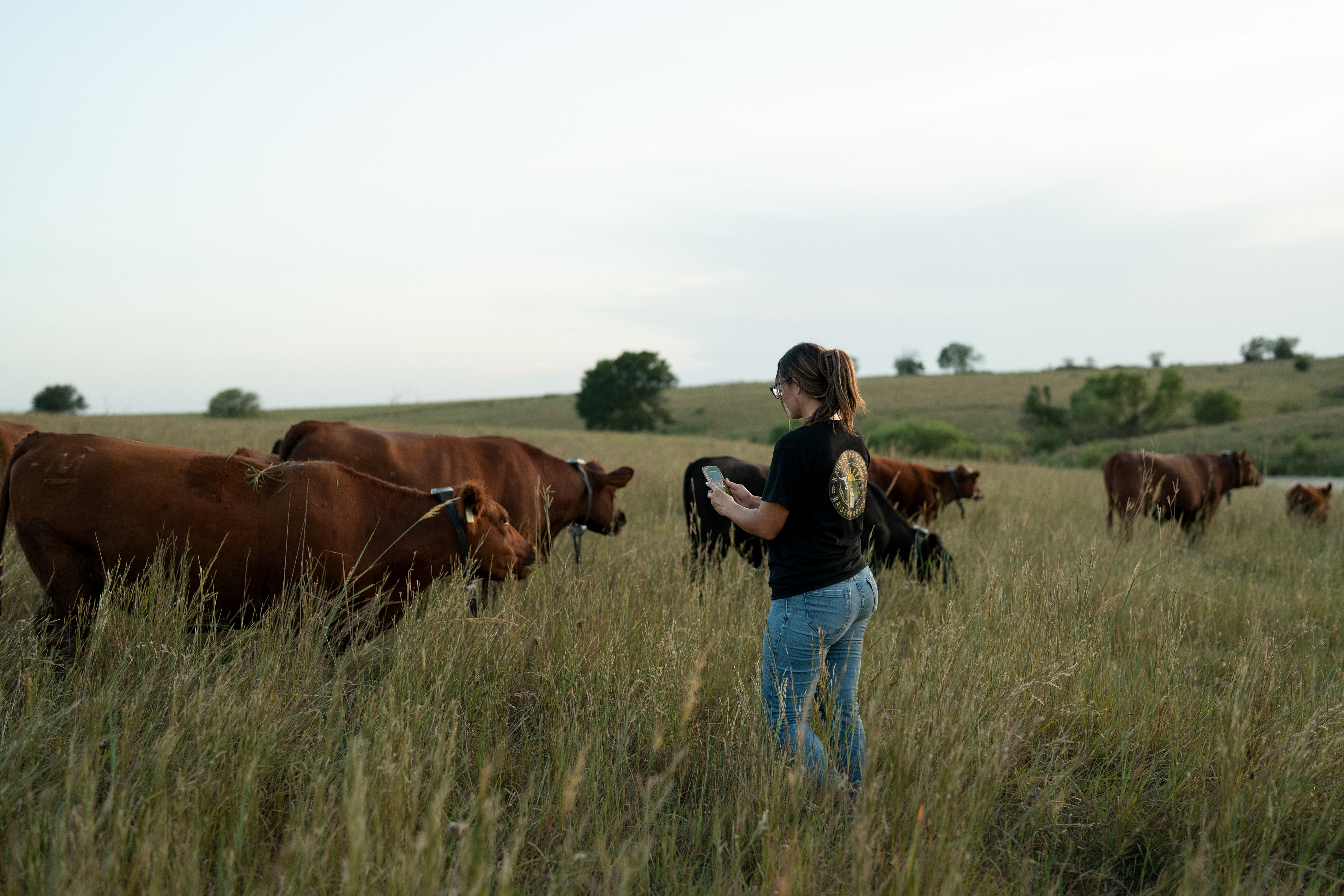 Insights into herd activity and behavior