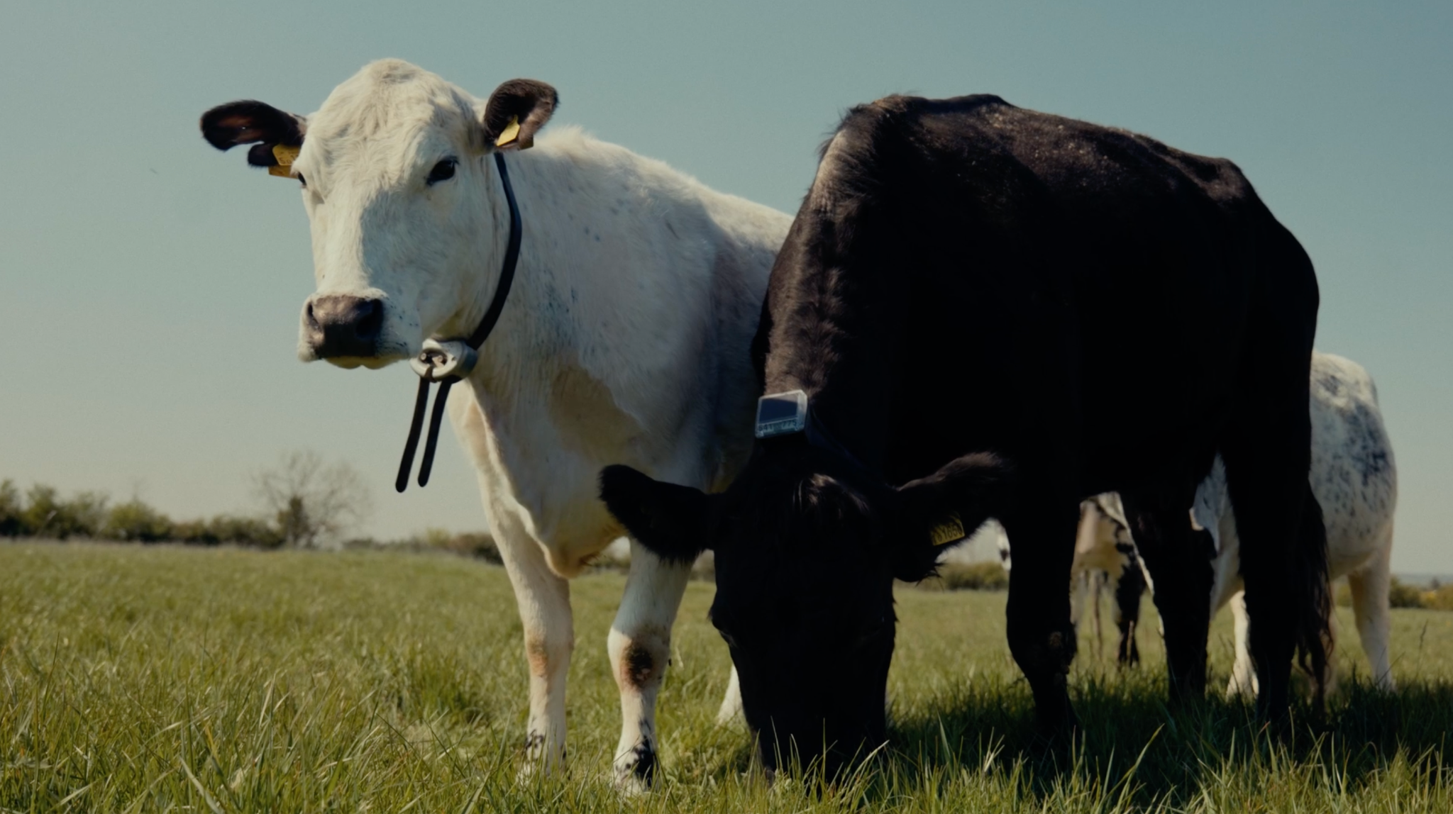 Aberdeen Angus cross Speckle Park cows with Monil cattle collars