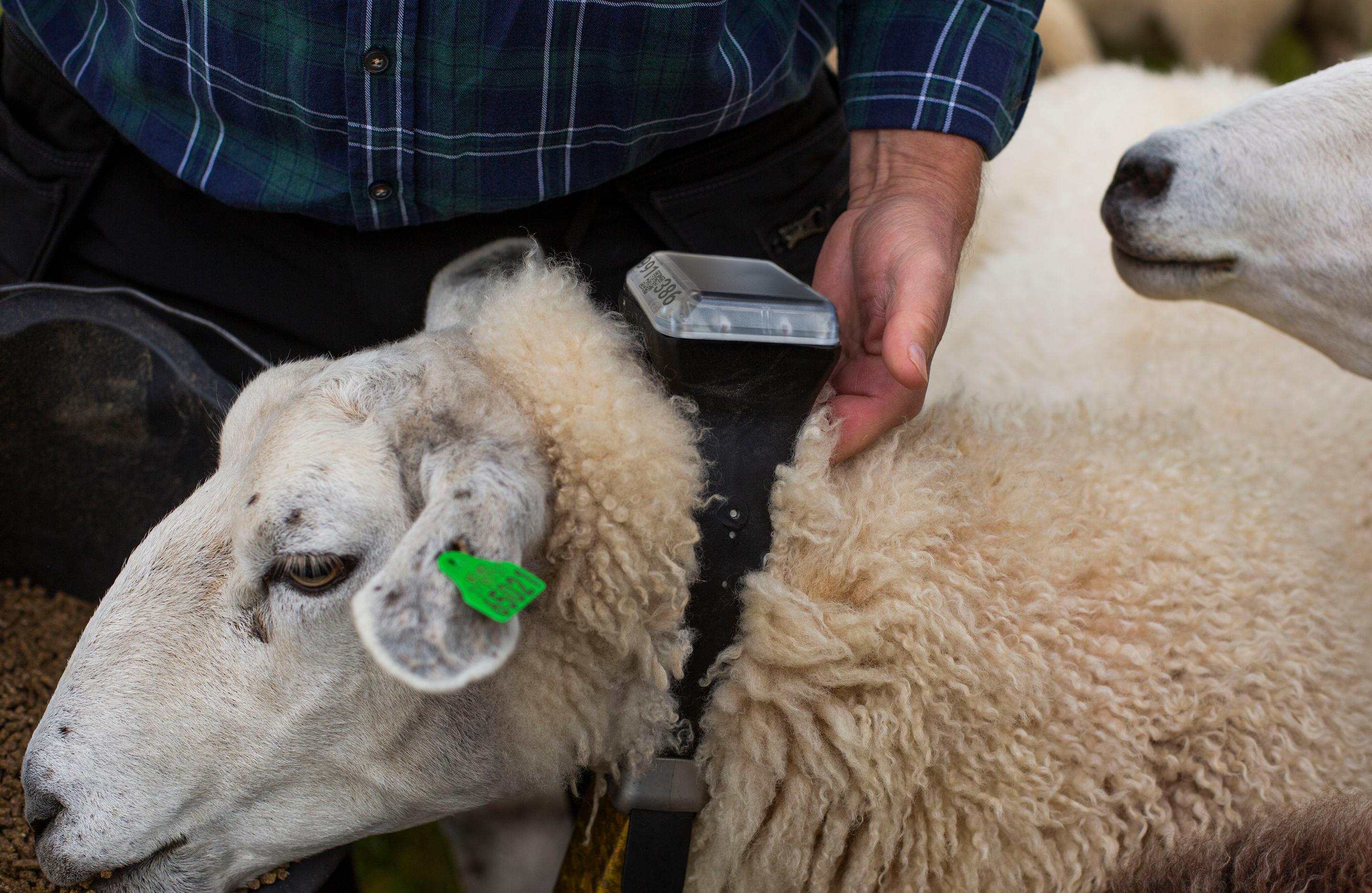 virtuelle gjerder sau