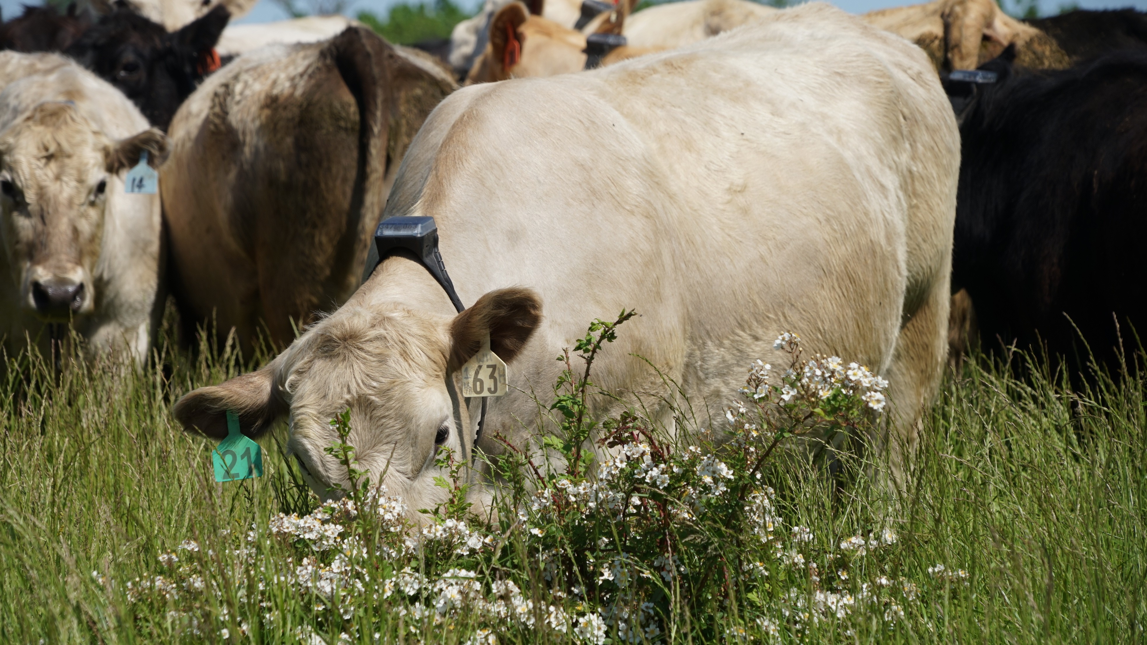 Cows grazing in grass in the USA, wearing monil virtual fencing collars