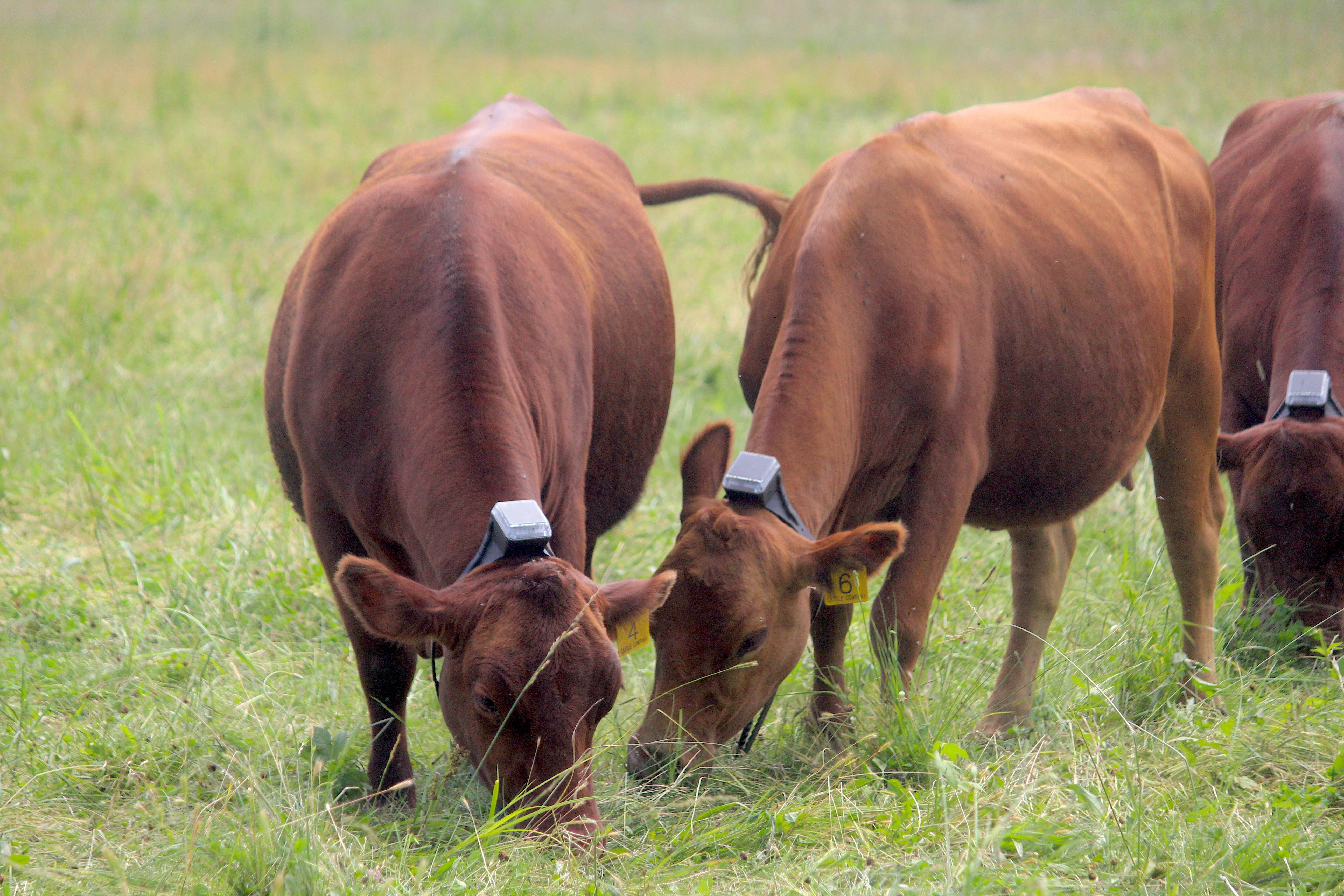 Two cows grazing with Monil cattle collars on