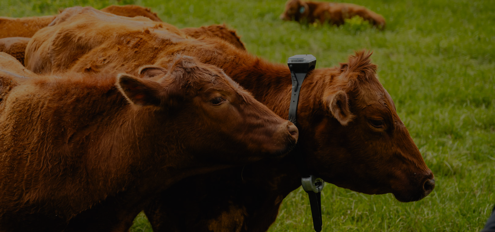 cow