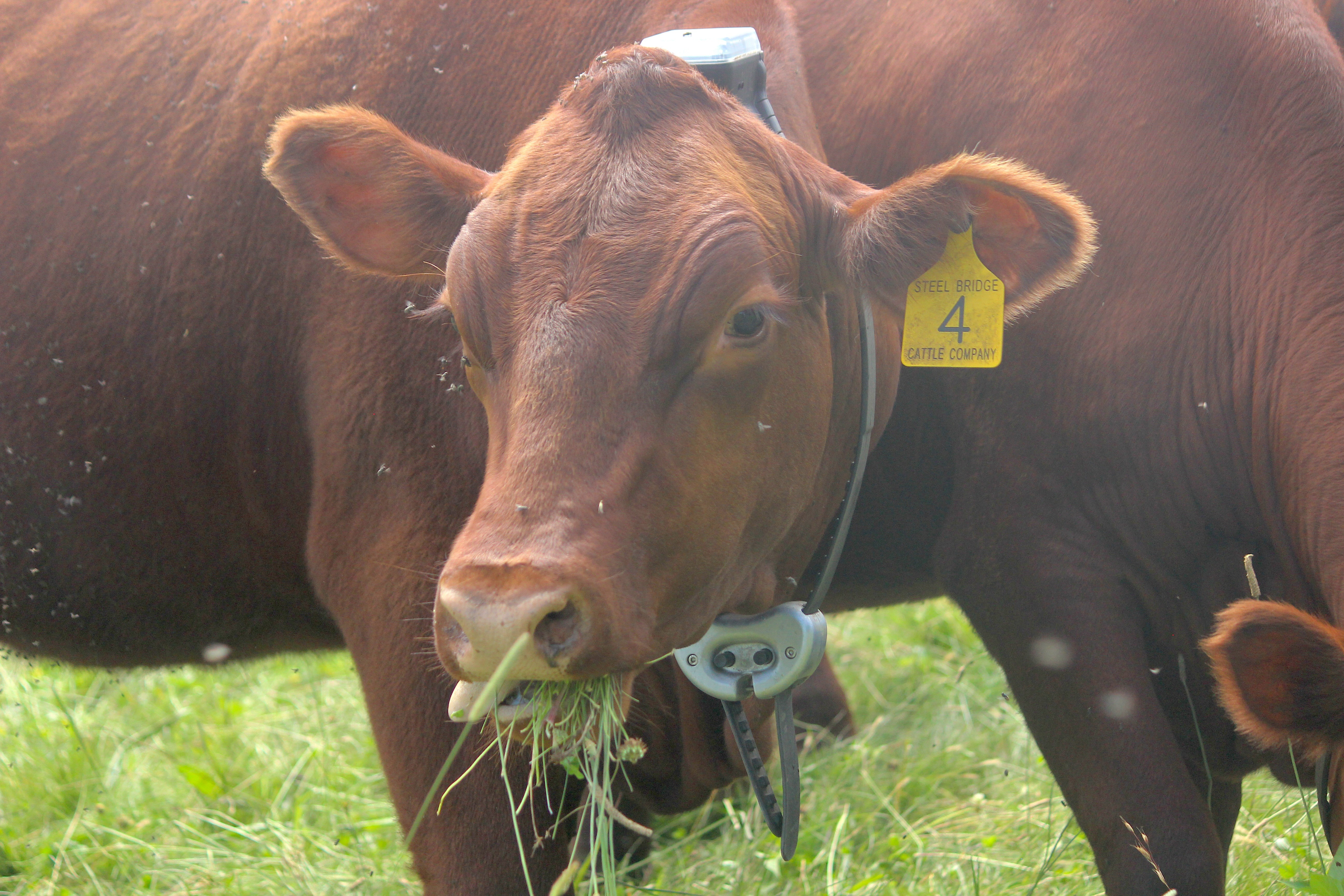 Cow with Monil cattle collar