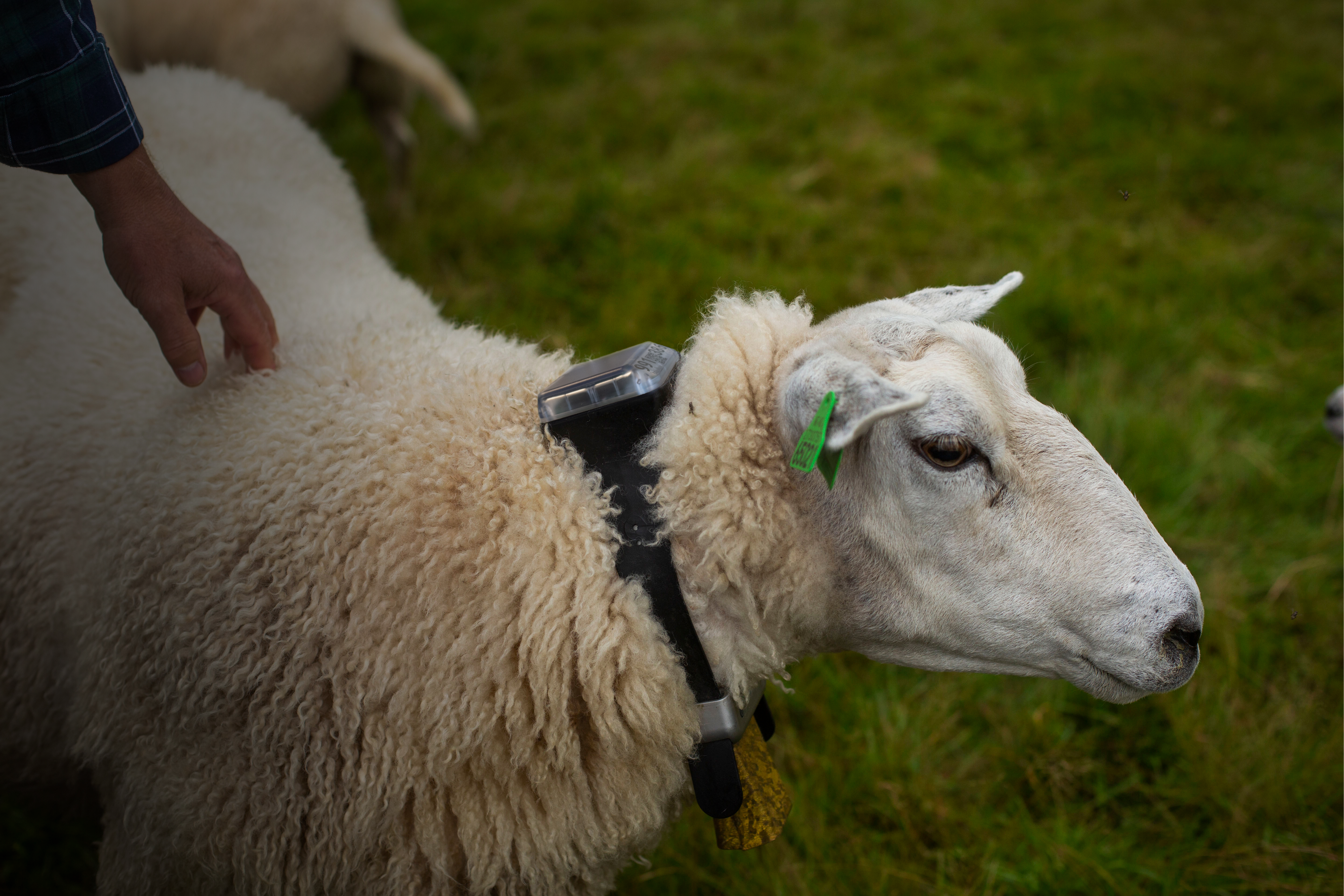 virtuelle gjerder sau