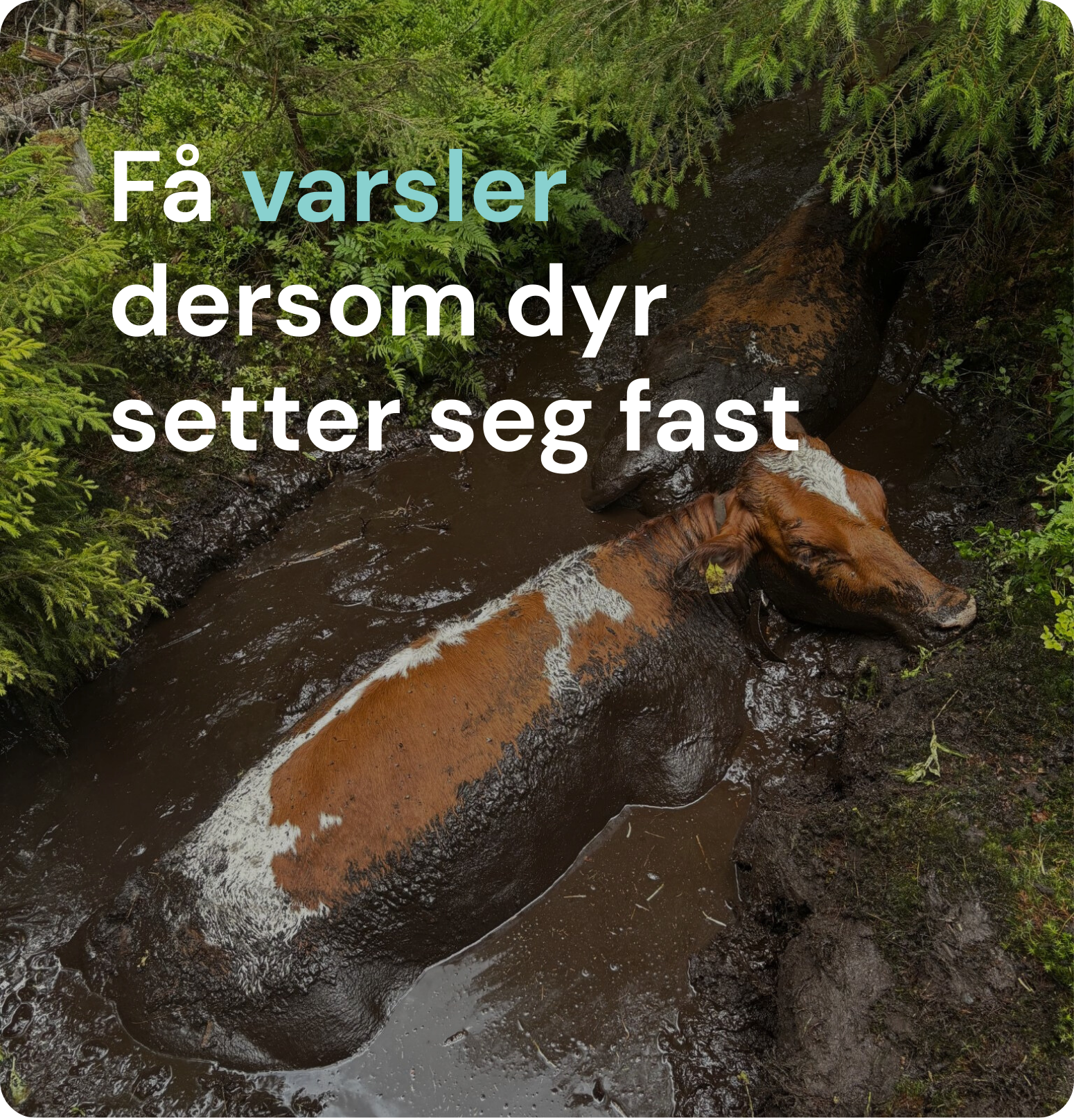 Få varsler dersom dyr setter seg fast