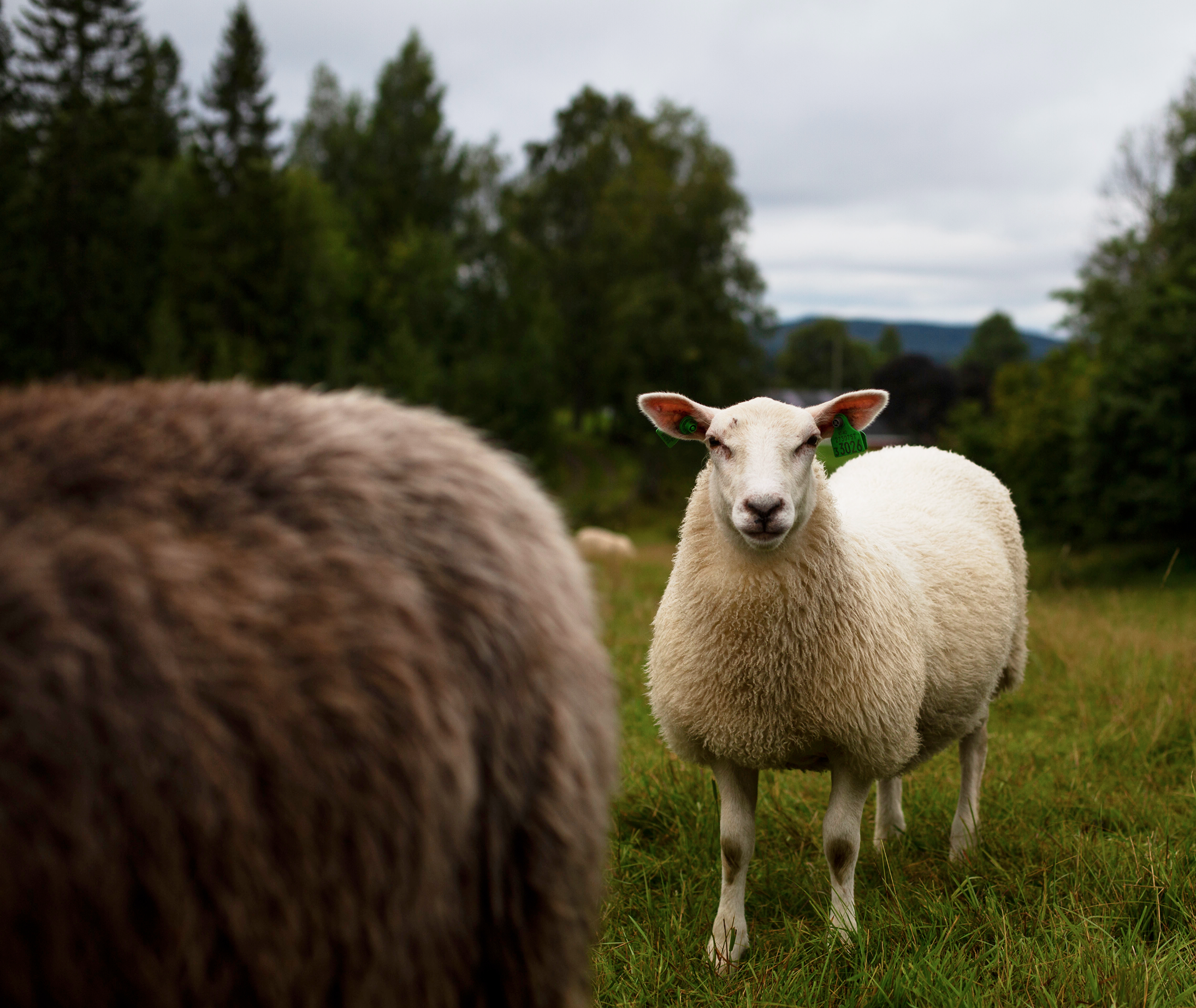 MonilForSheep