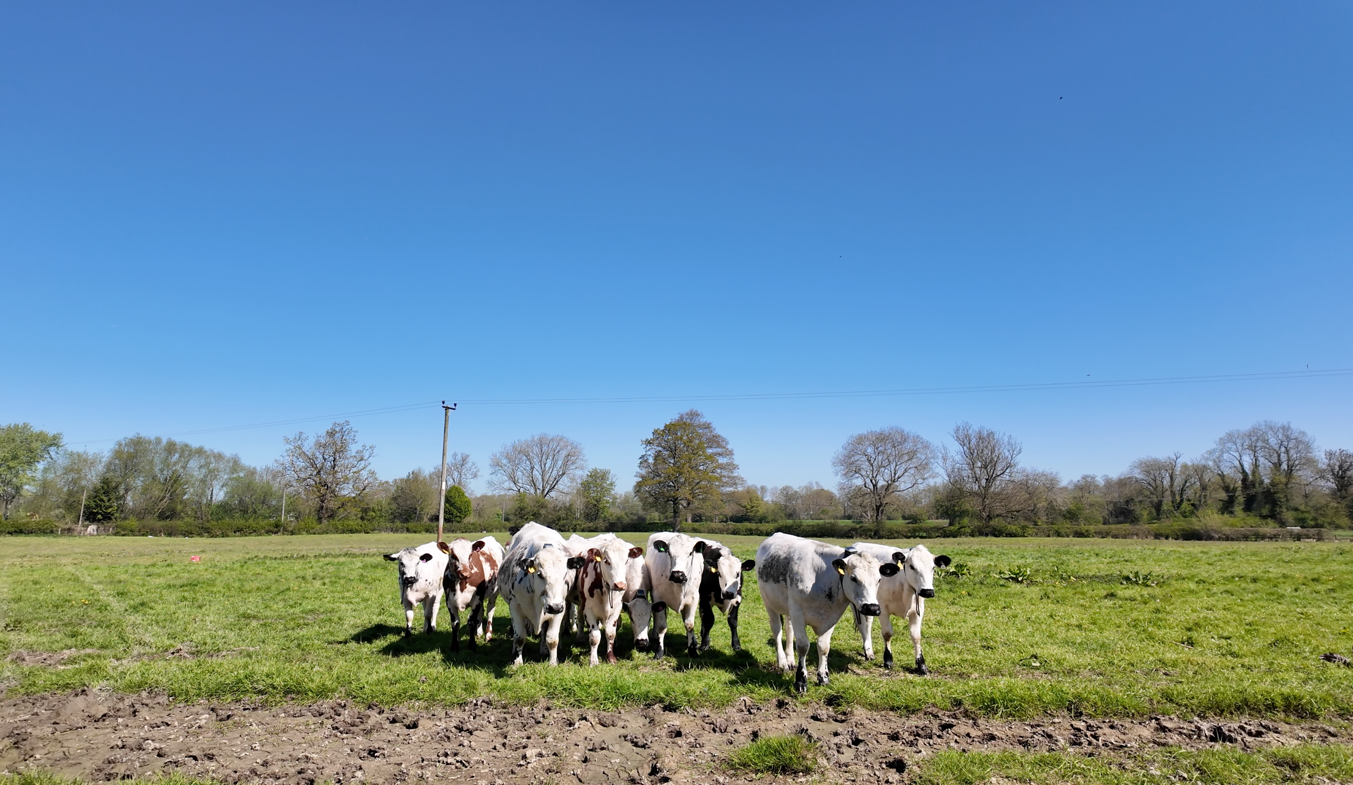 monil cows grazing 