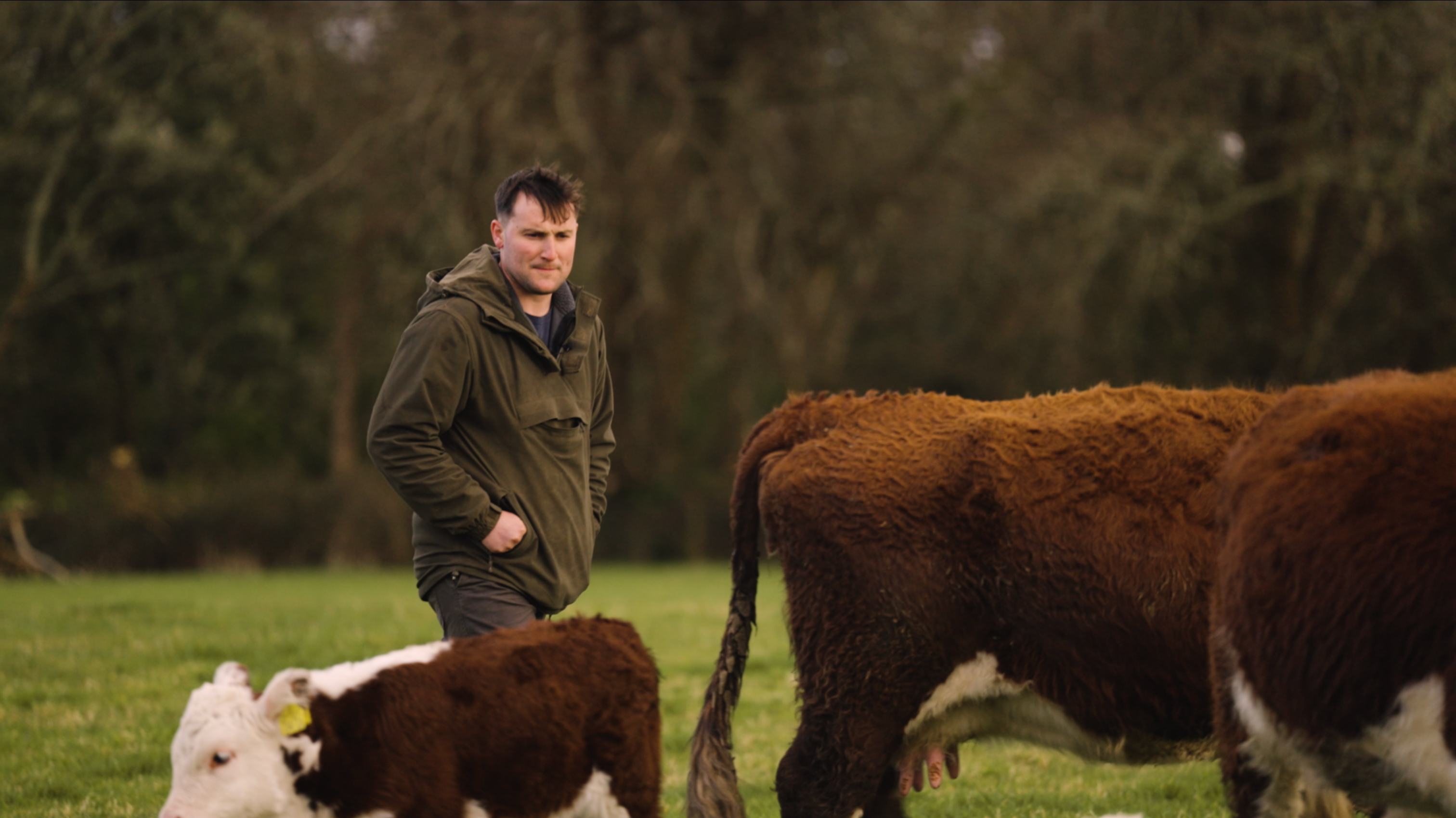 Farmer walks with his cows