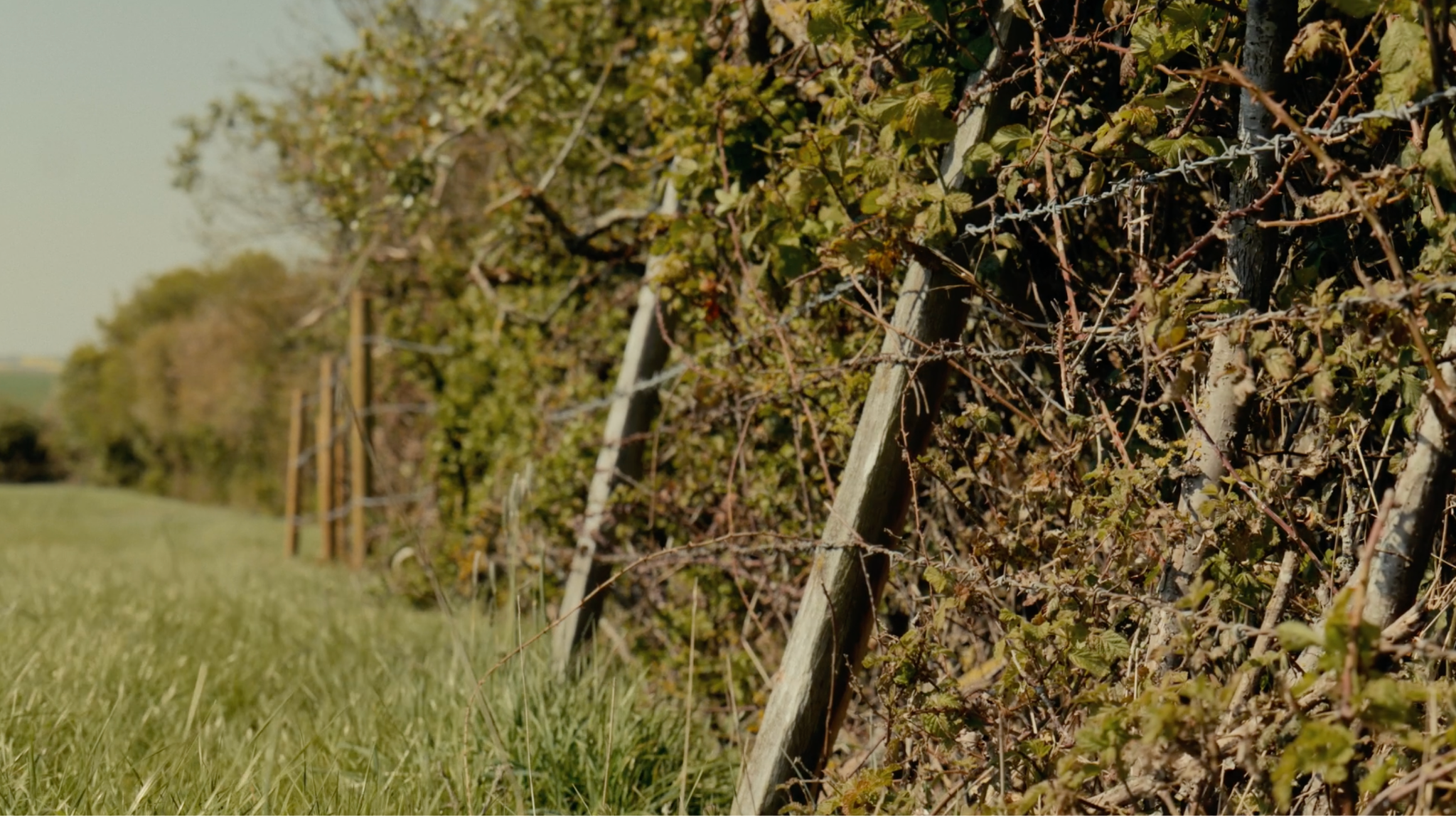 Old fenceposts on Rob Pratt's rented ground