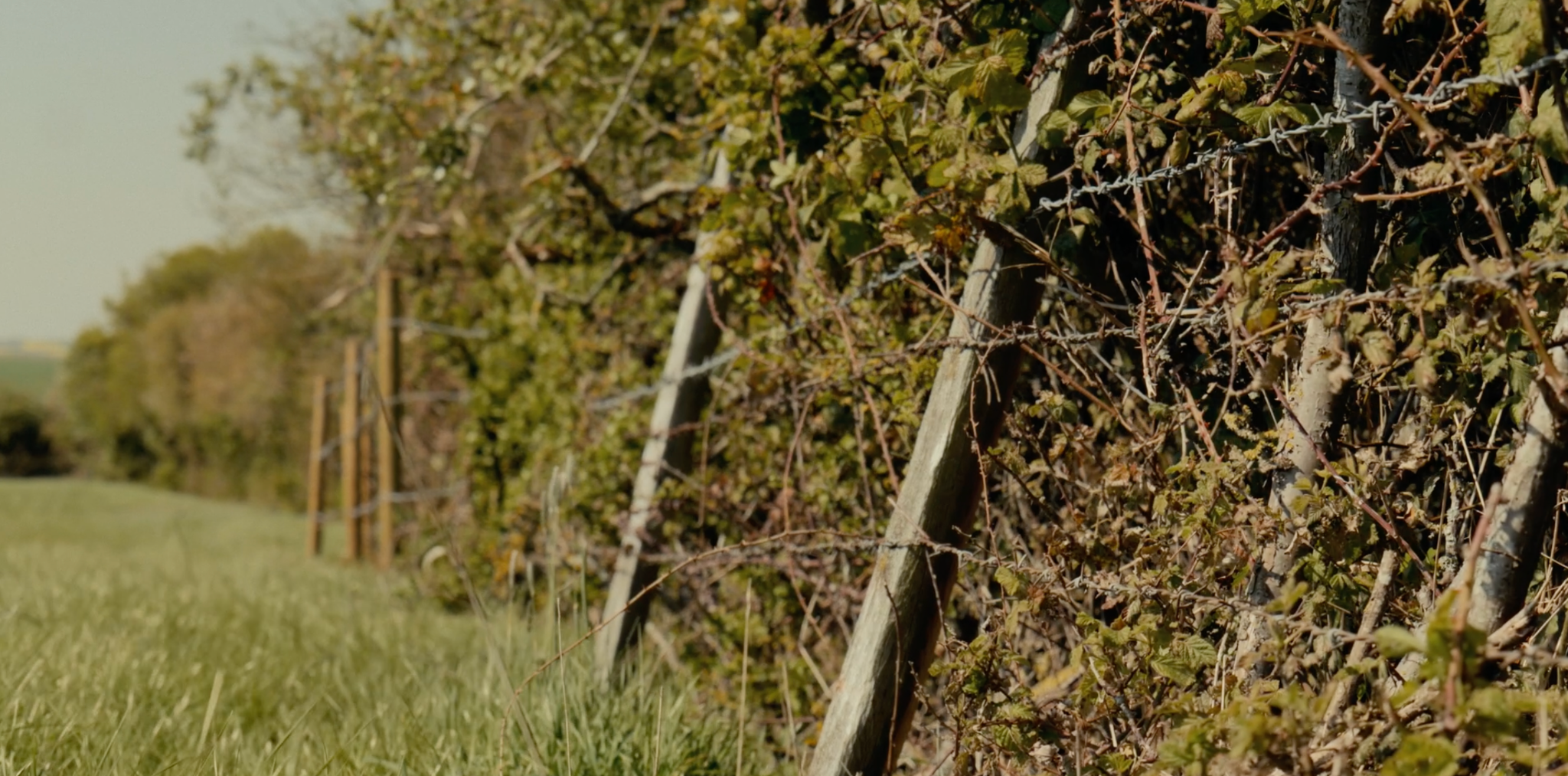 Traditional fencing