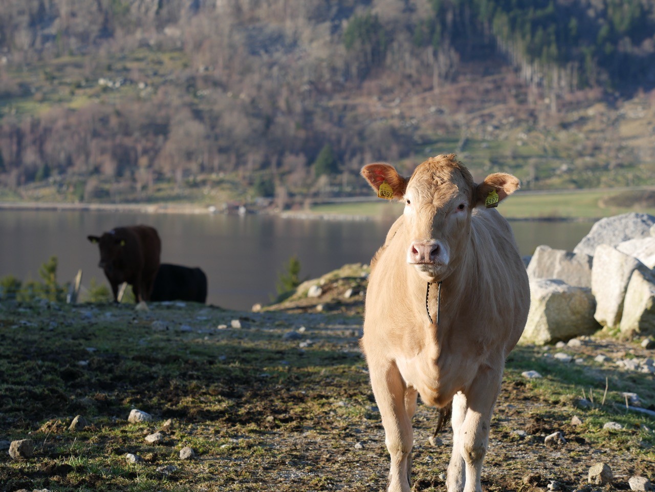 Dyr på beite med klaver fra Monil
