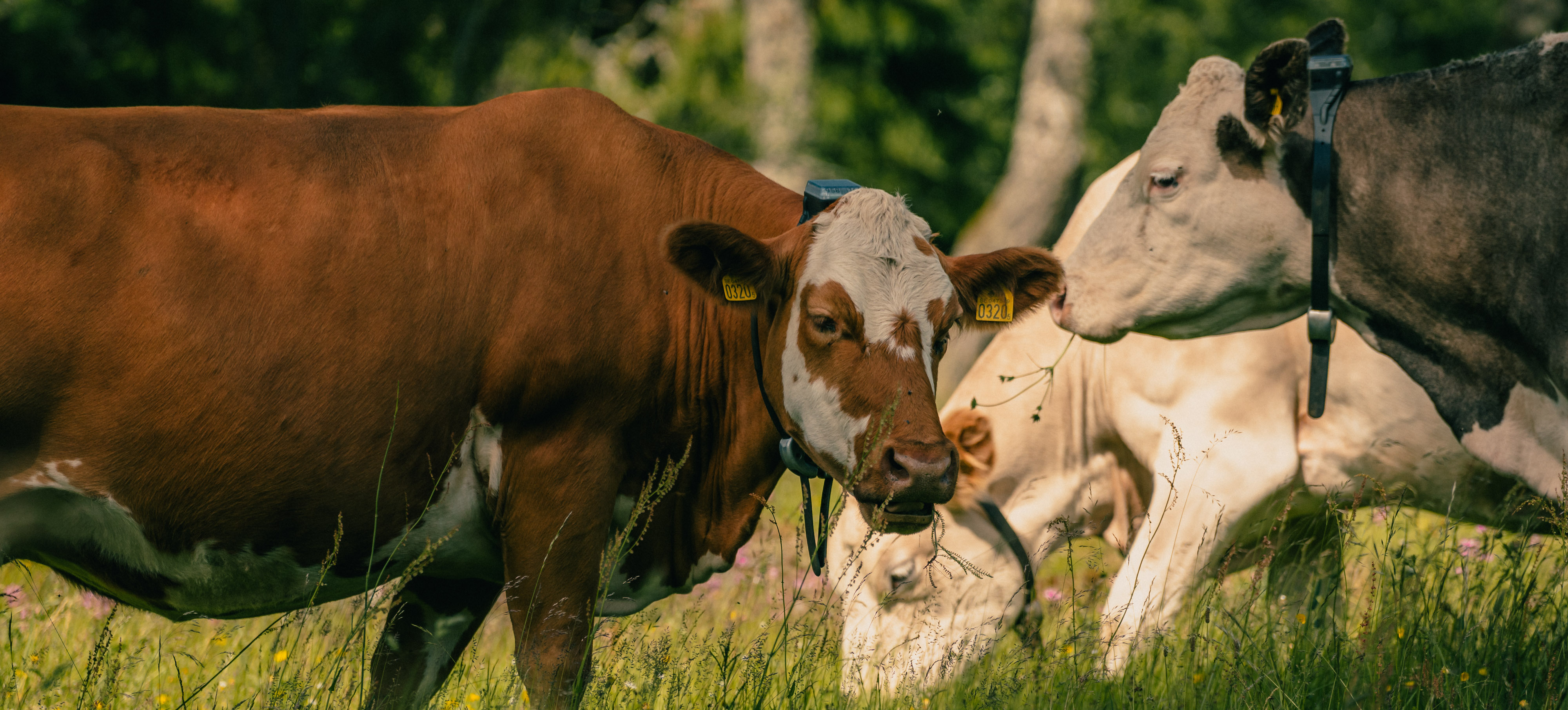 Family petting cow