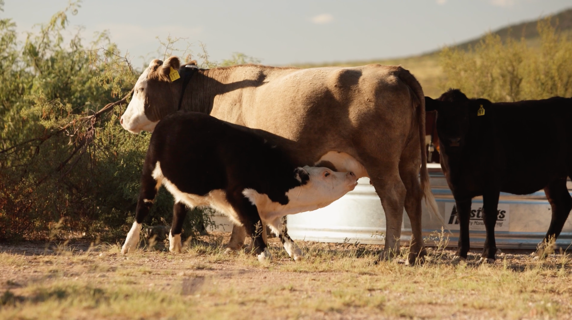 Monil’s new Calving Detection feature helps producers know when and where a cow is calving, so they can check calves sooner and intervene when needed.