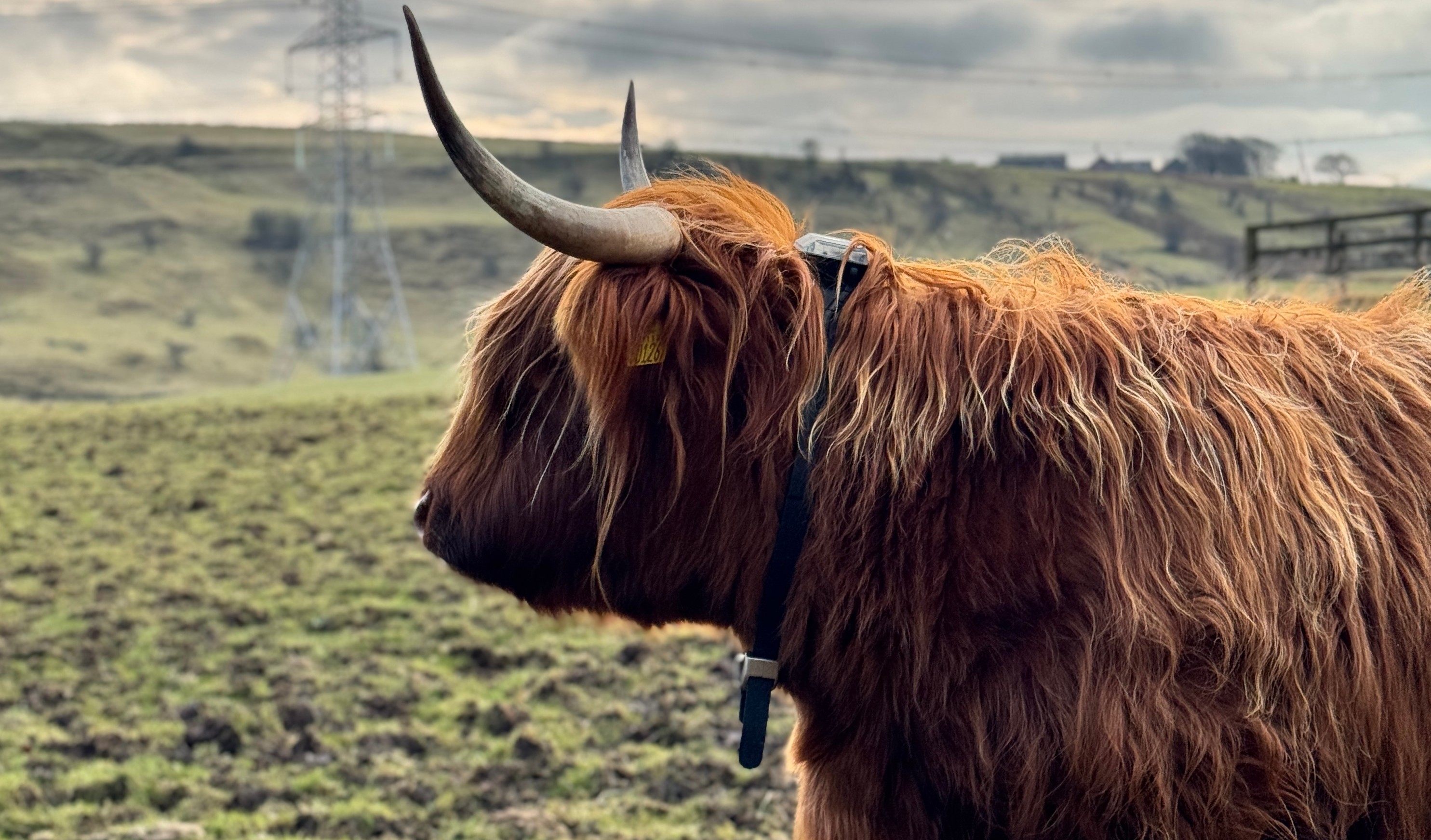 Scottish Highland cow wearing a Monil collar