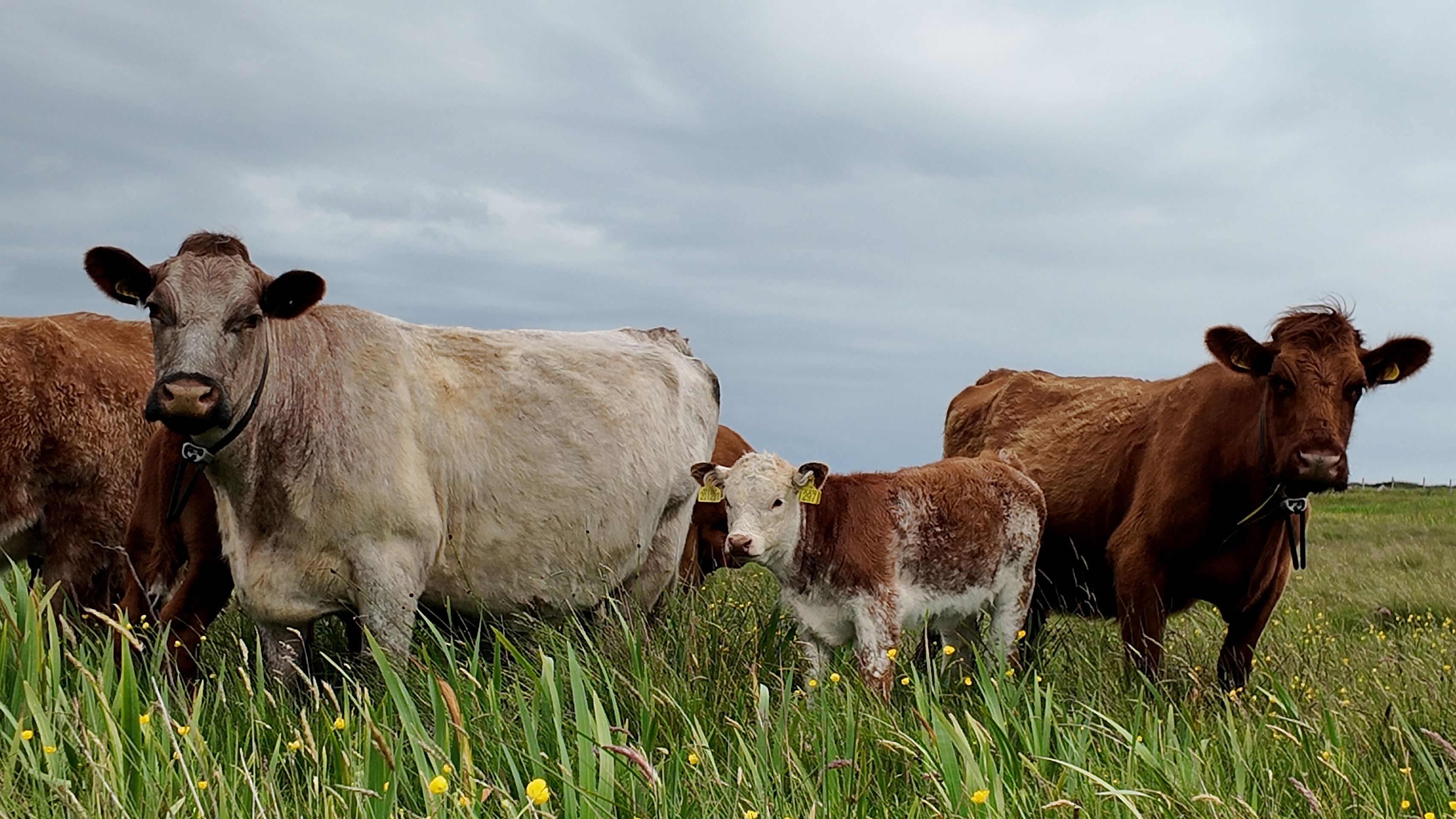 Cows in a field wearing Monil Virtual Fencing Collars.