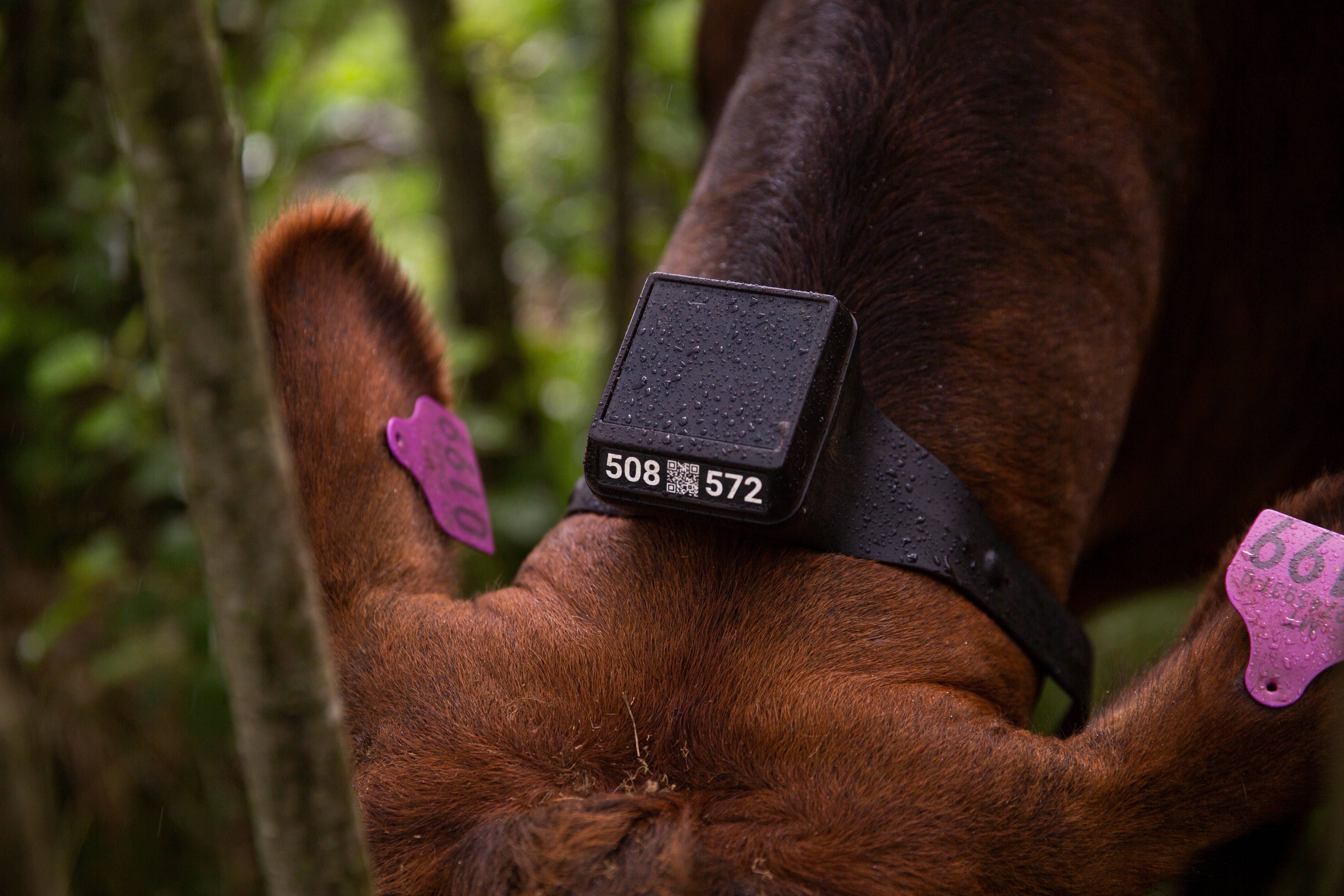 Monil-klaven har toppmontert teknologi som peker mot himmelen.