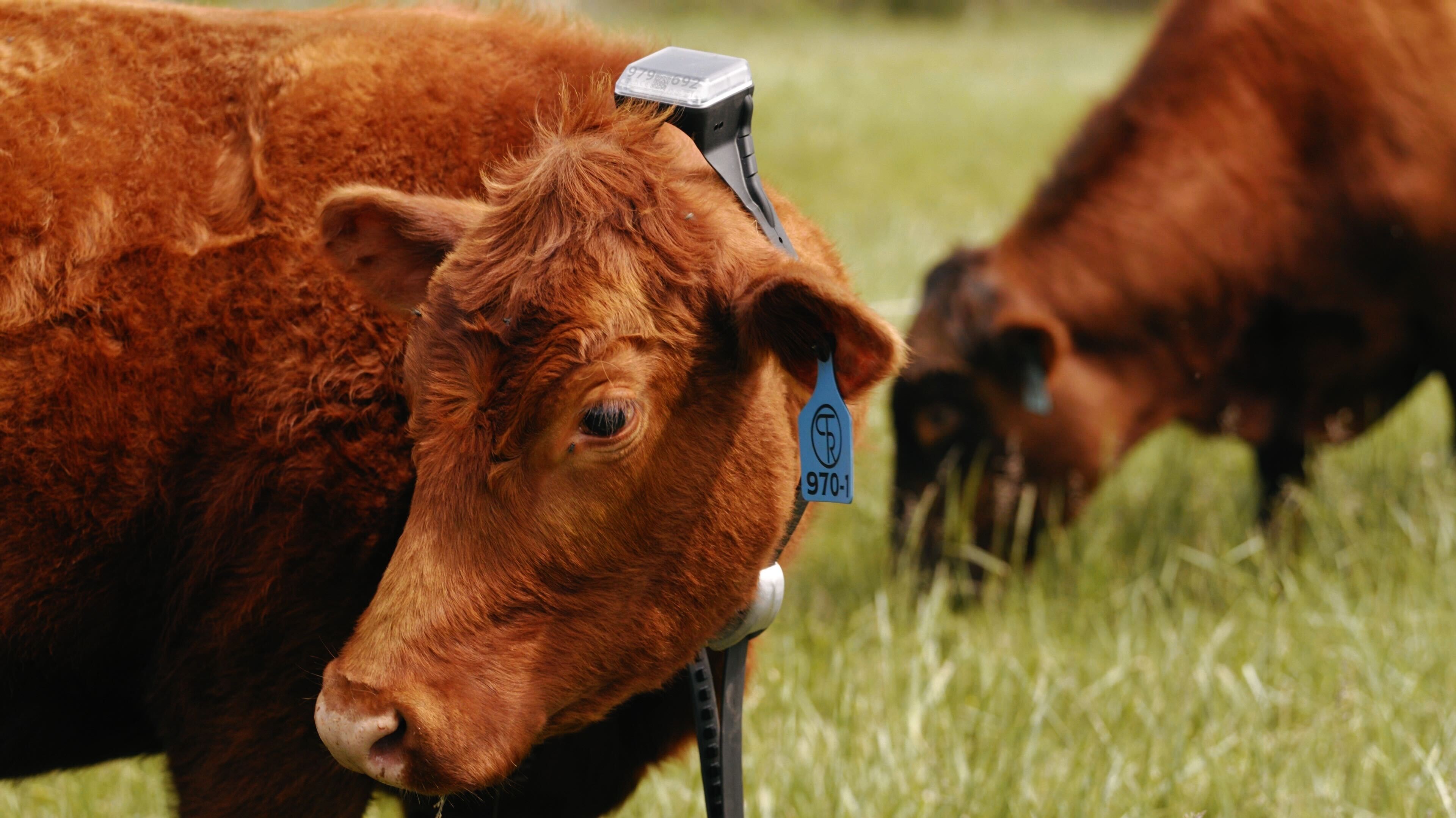 Monil app and monil collar in use
