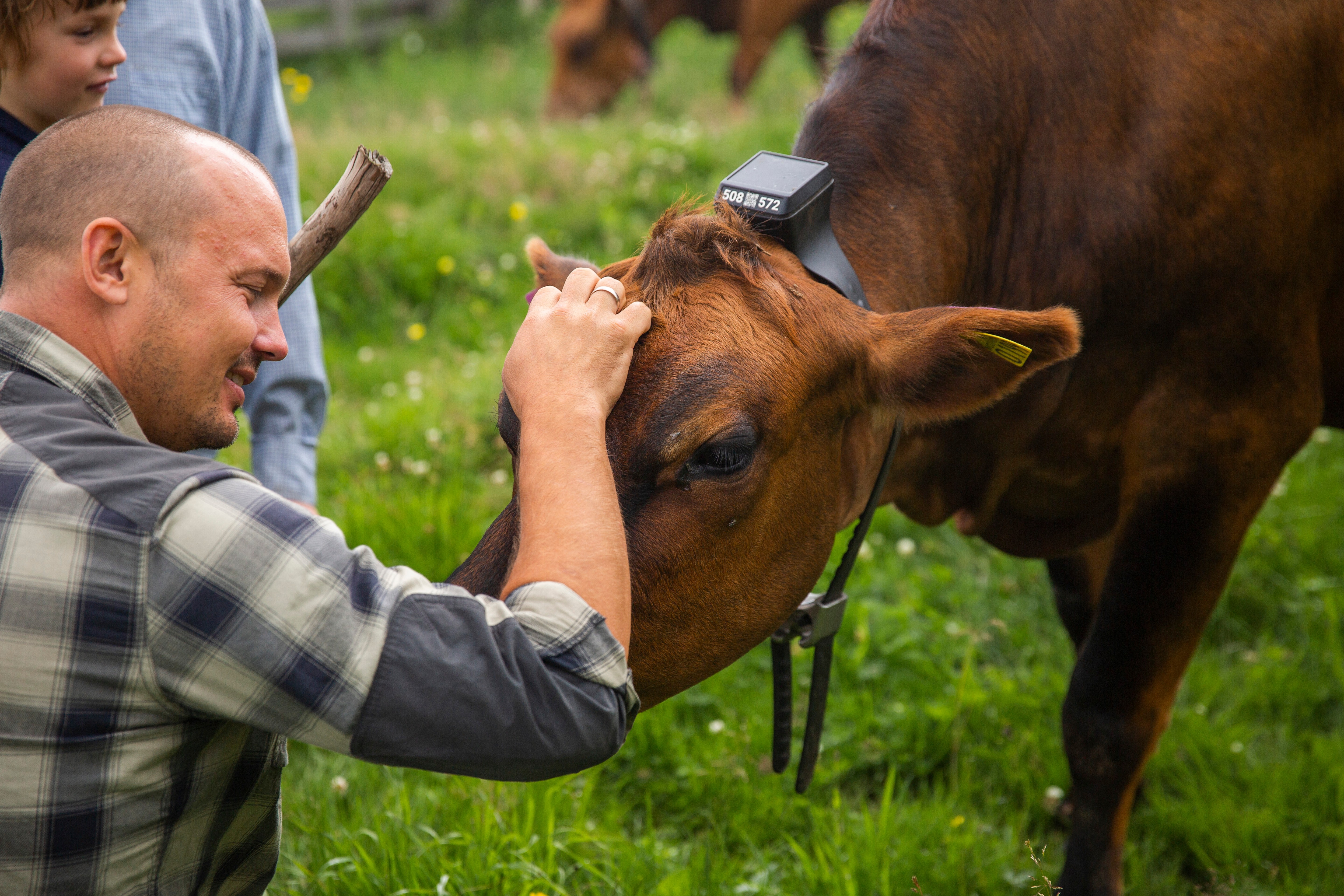 Family petting cow