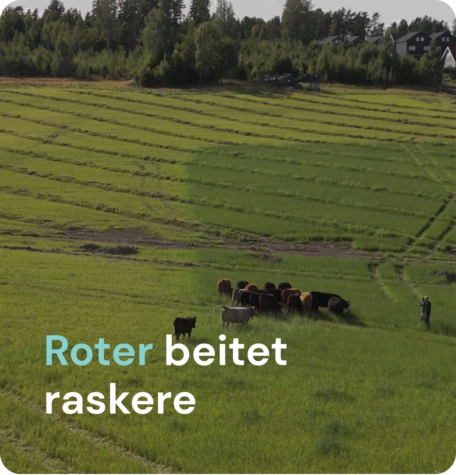 Roter beitet raskere og mer effektivt
