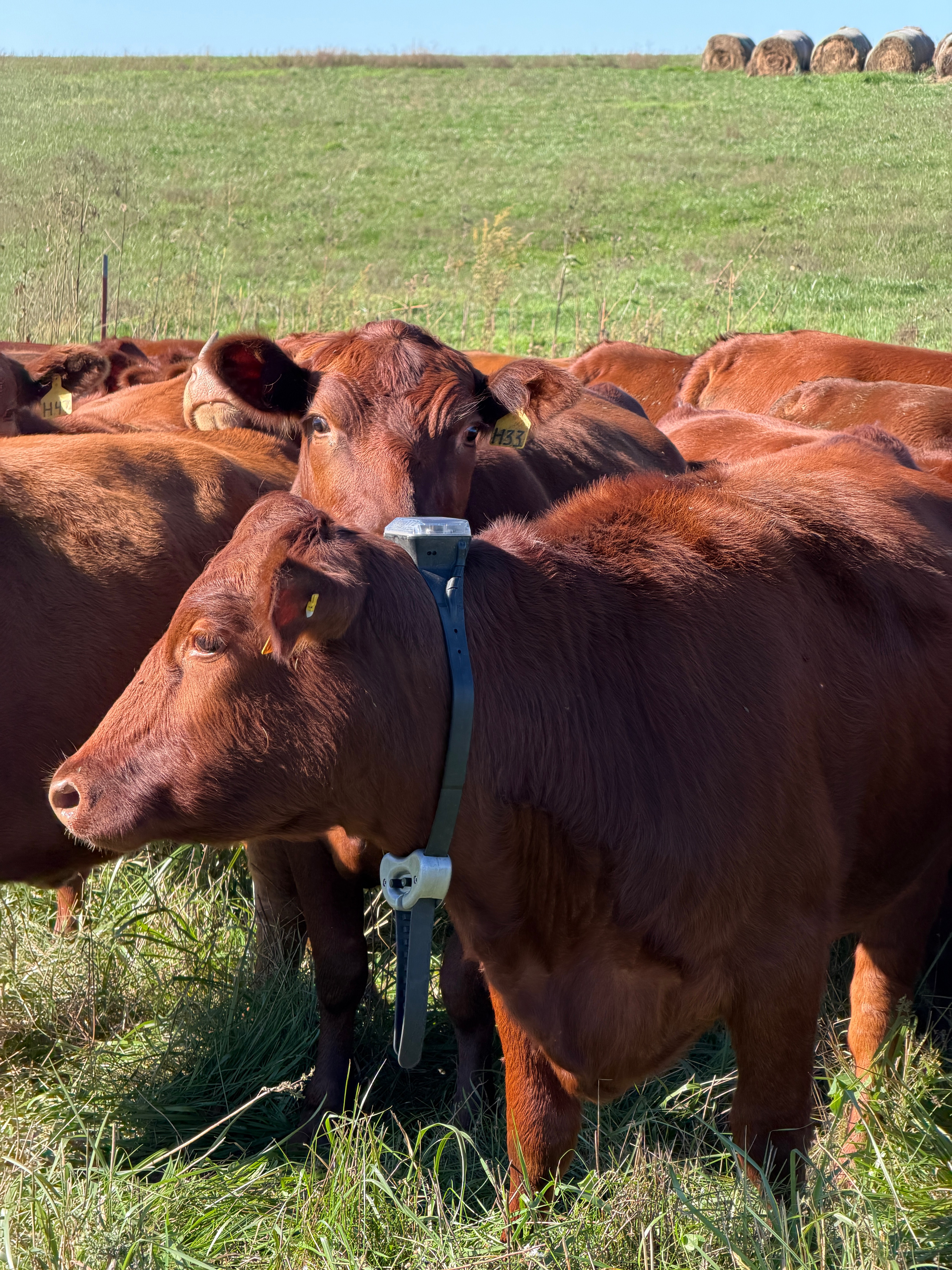 Heifers wearing Monil virtual fences cattle collars
