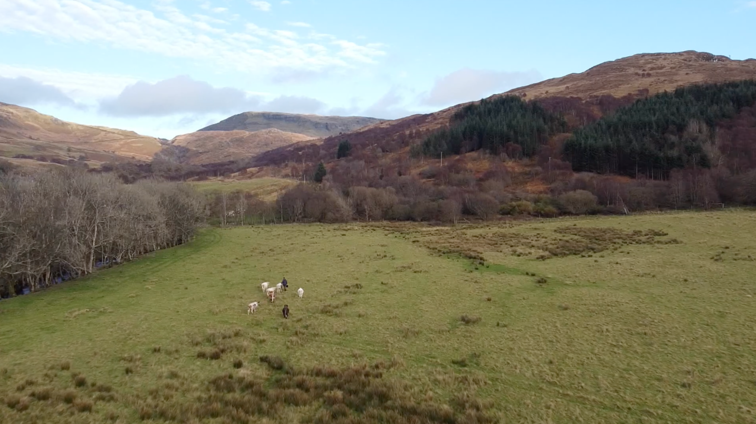 Alec walking with some of his herd on their farm on the west coast of Scotland.
