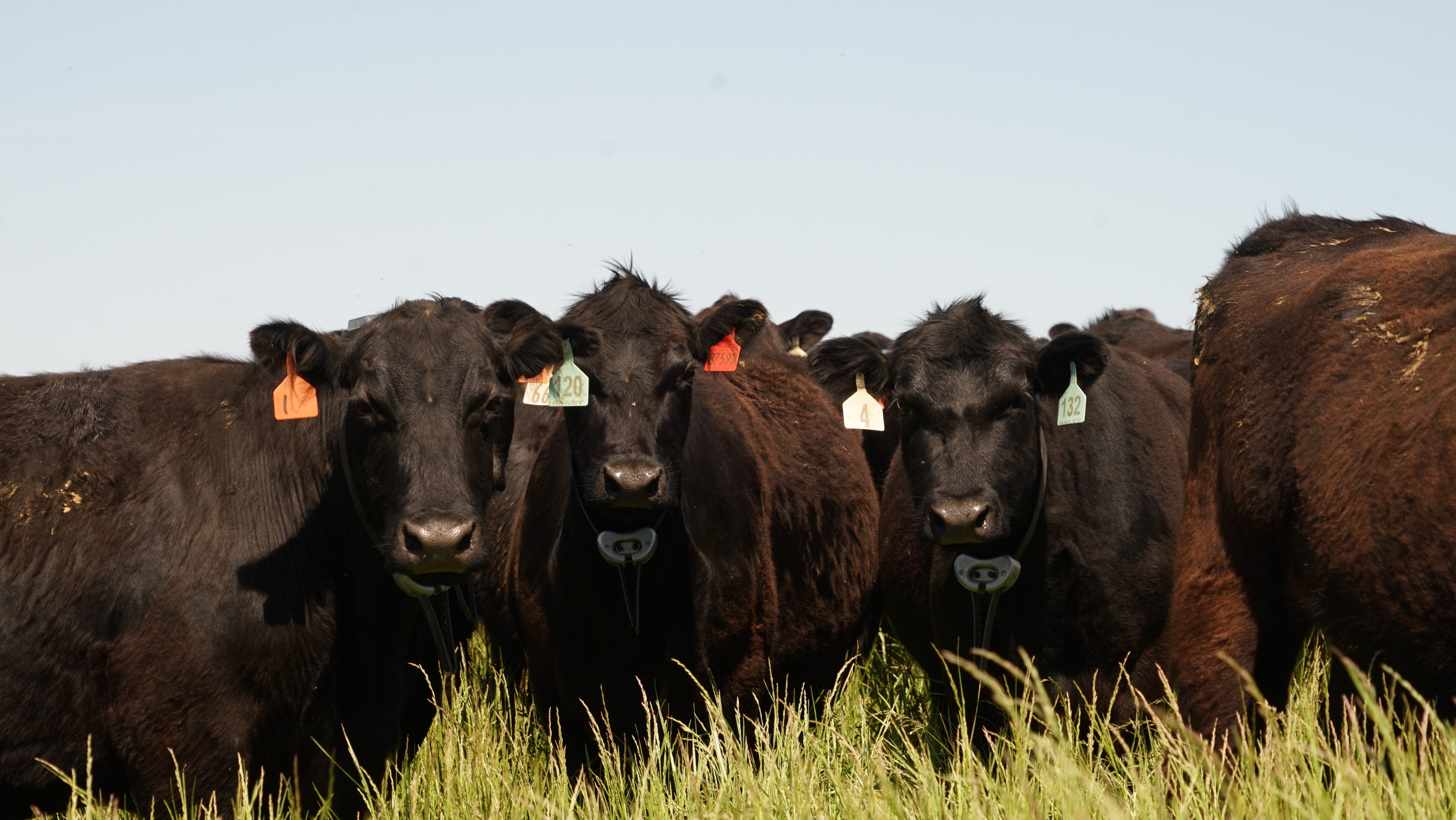 Built to handle real cattle work