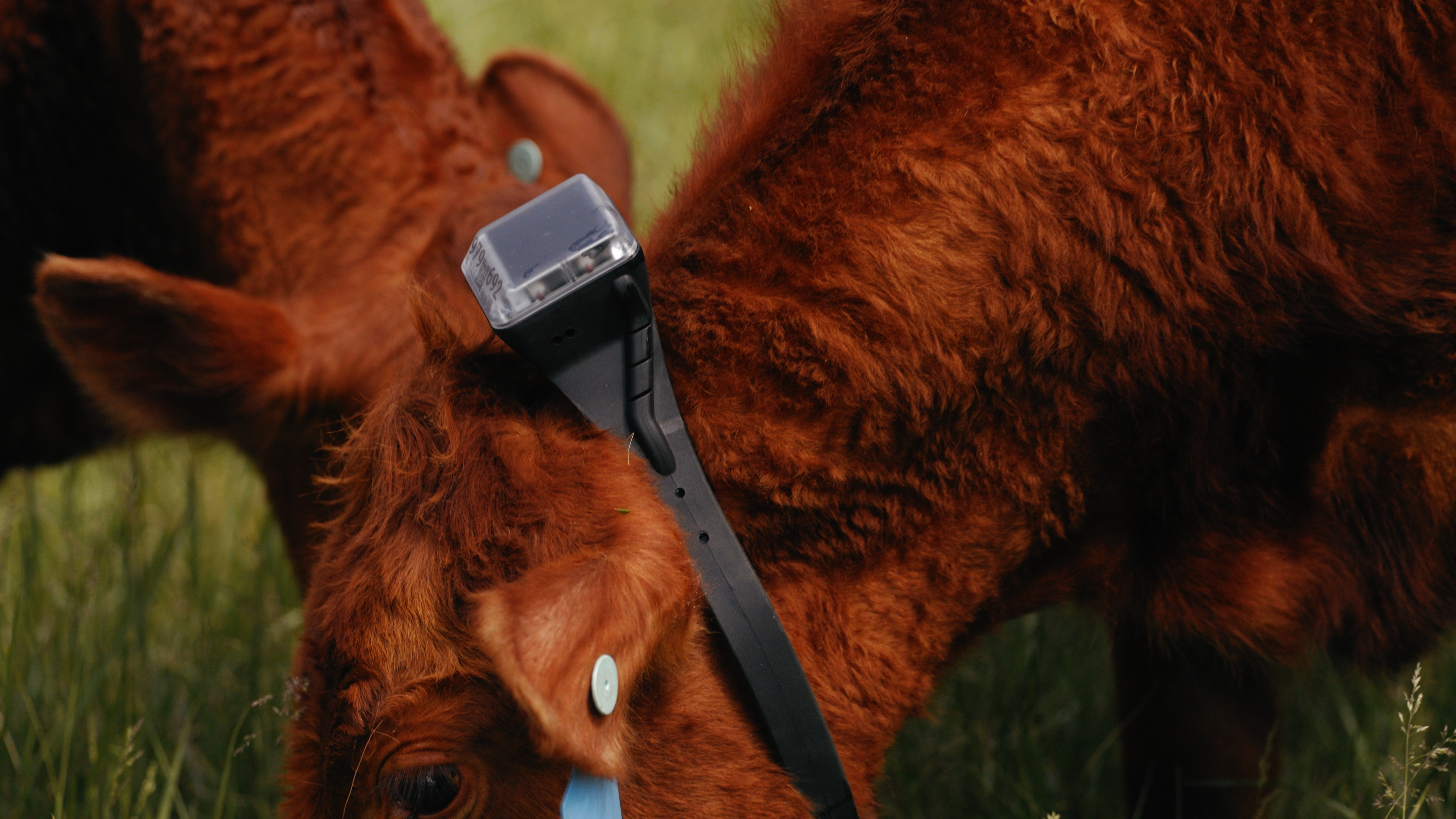 The Monil Cattle Collar is top mounted