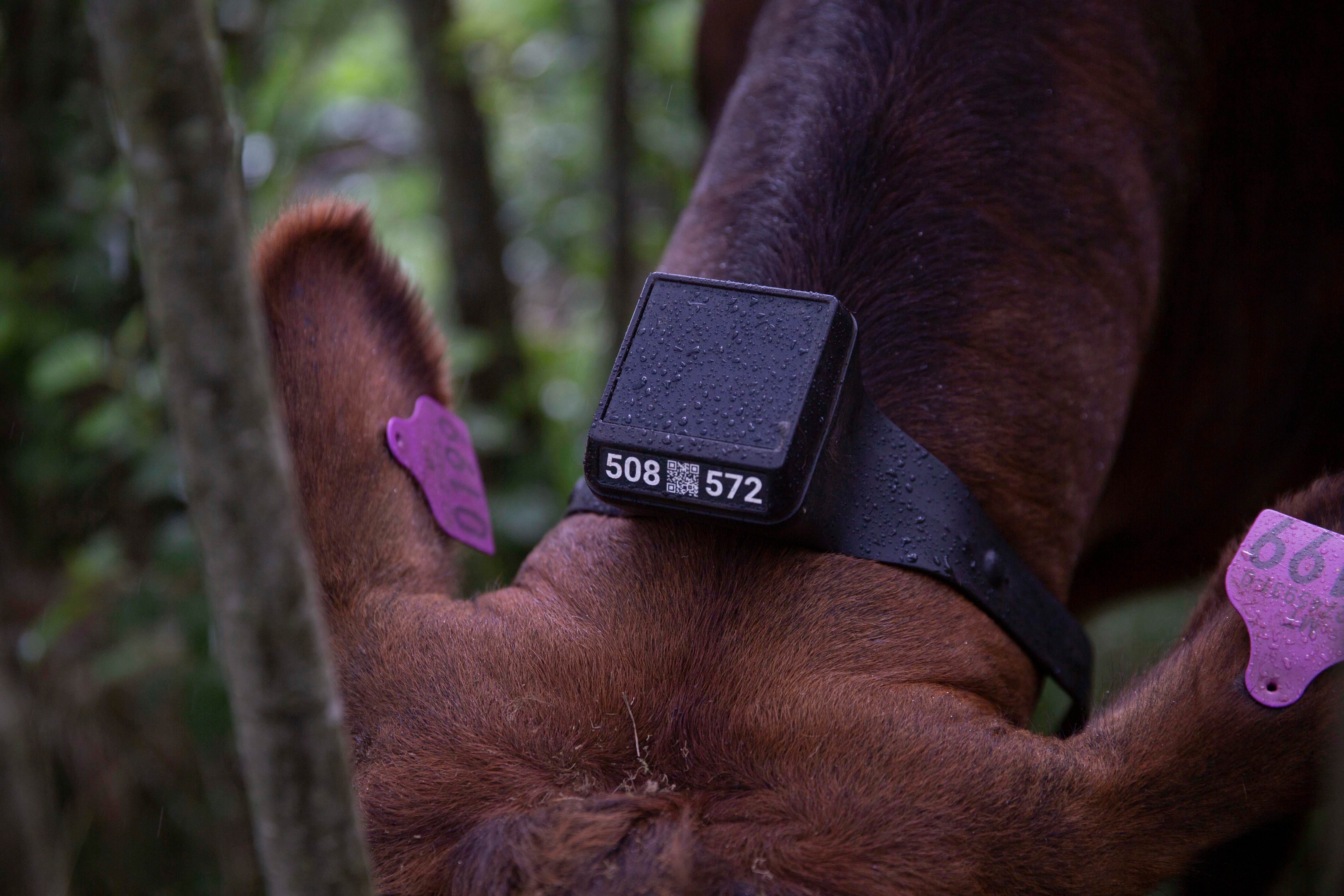 Monil klaven på toppen av nakken til kua