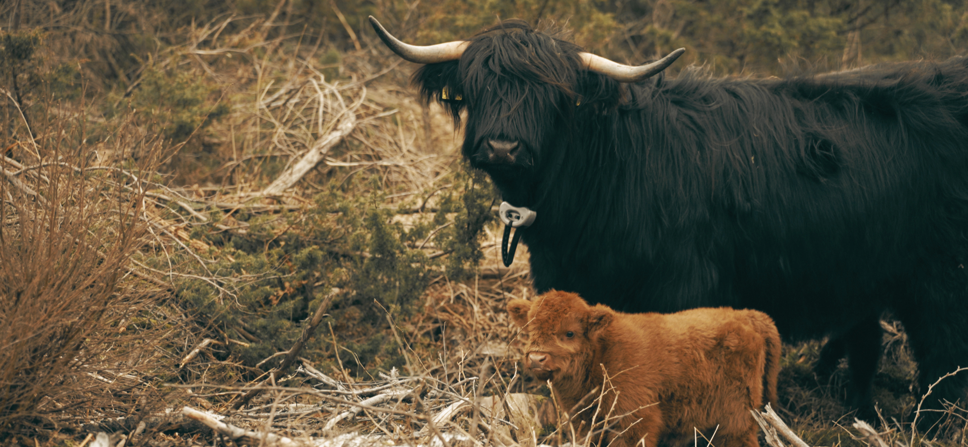 Highland cow with collar and calf