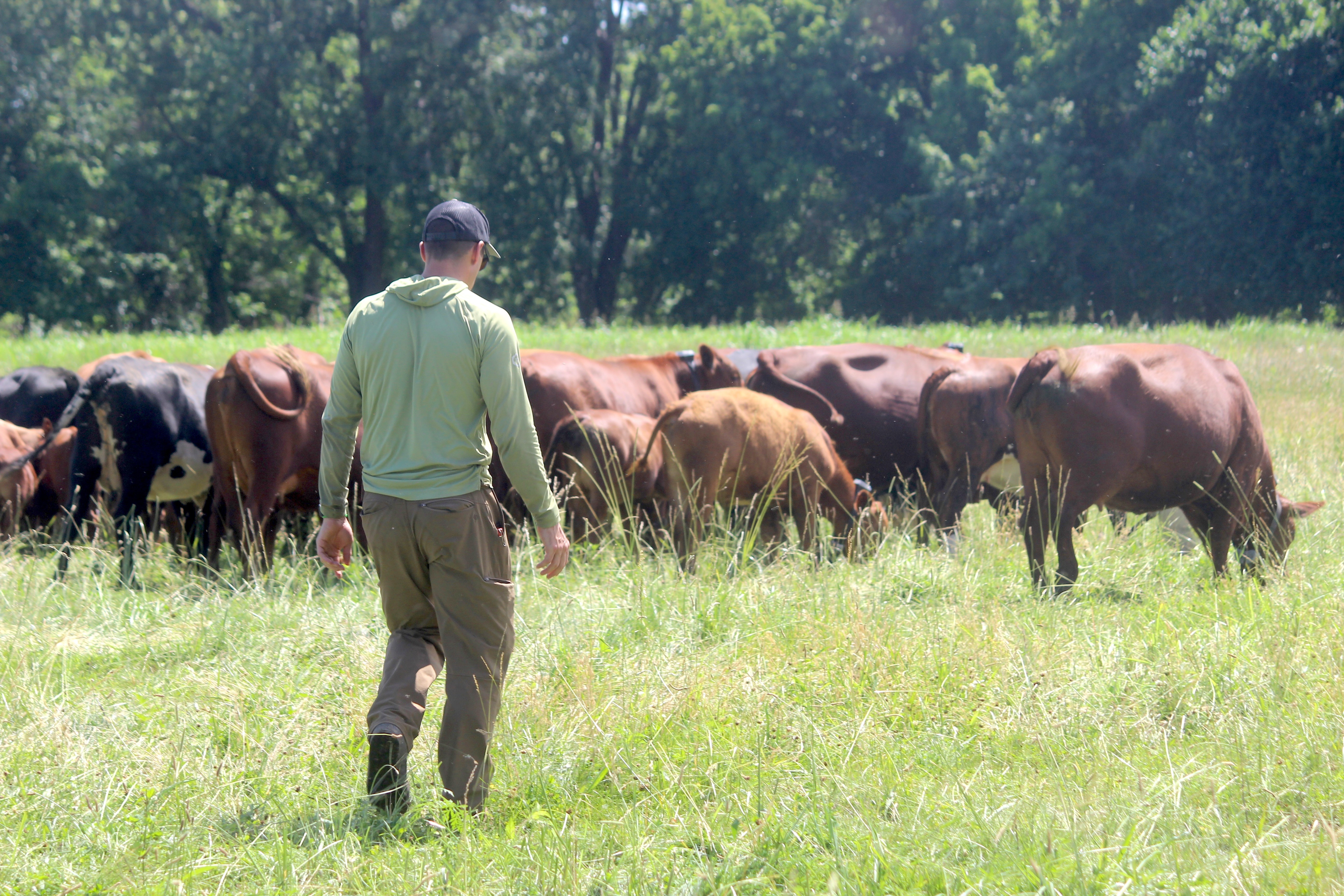 Farmer John Rowley and his herd