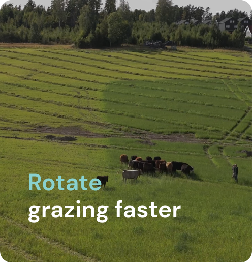 rotational grazing cattle