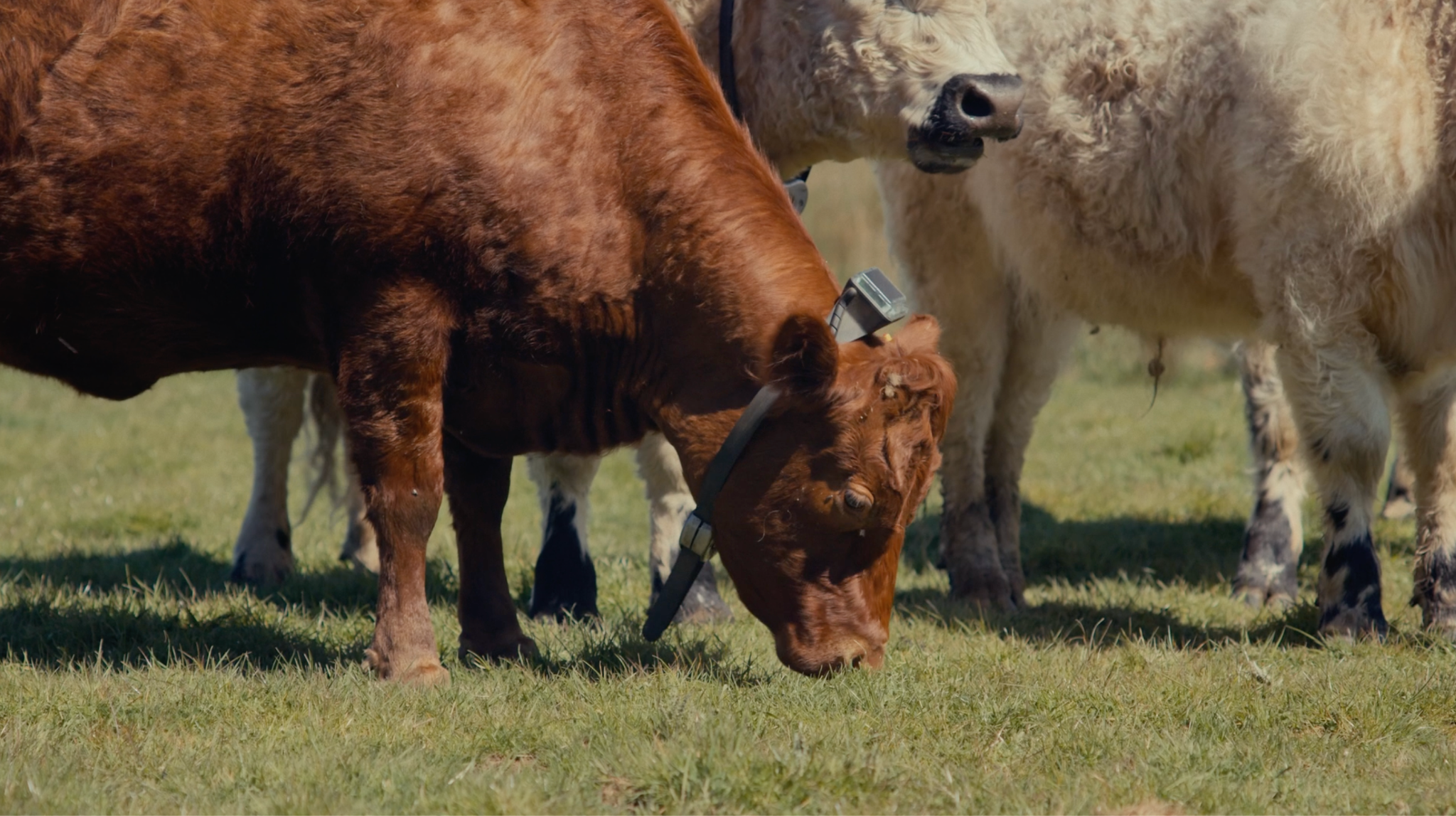 Cow grazing with Monil virtual fencing collar