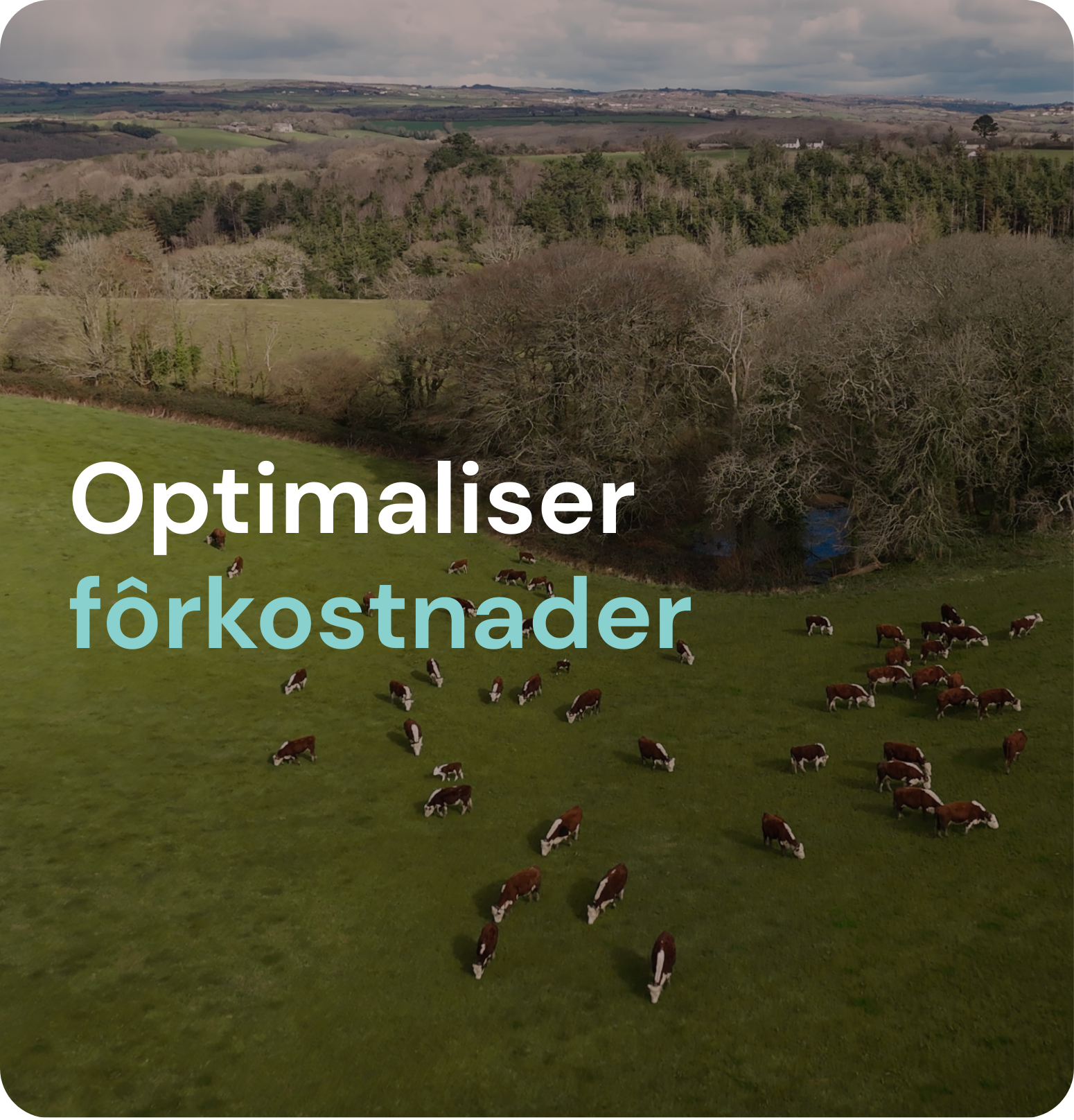 Optimaliser fôrkostnader