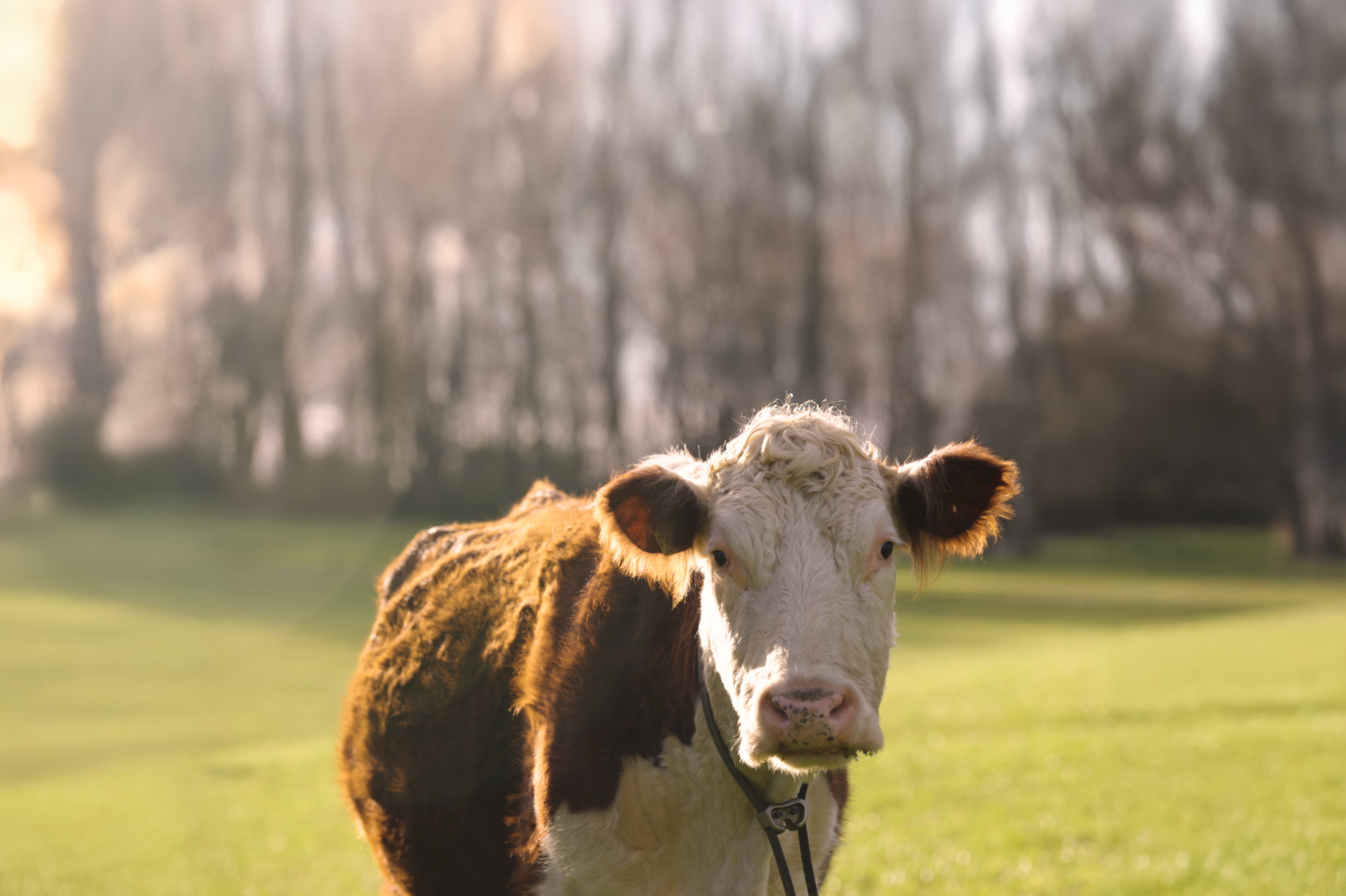 Monil app and monil collar in use