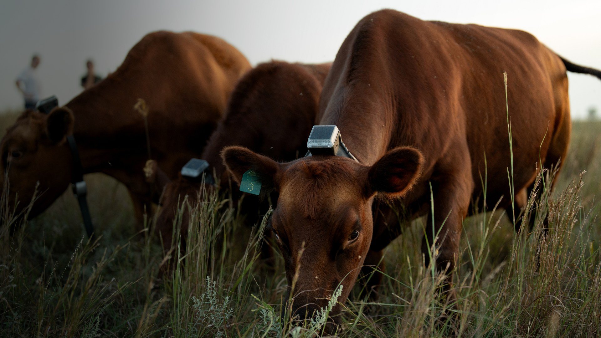 Monil app and monil collar in use
