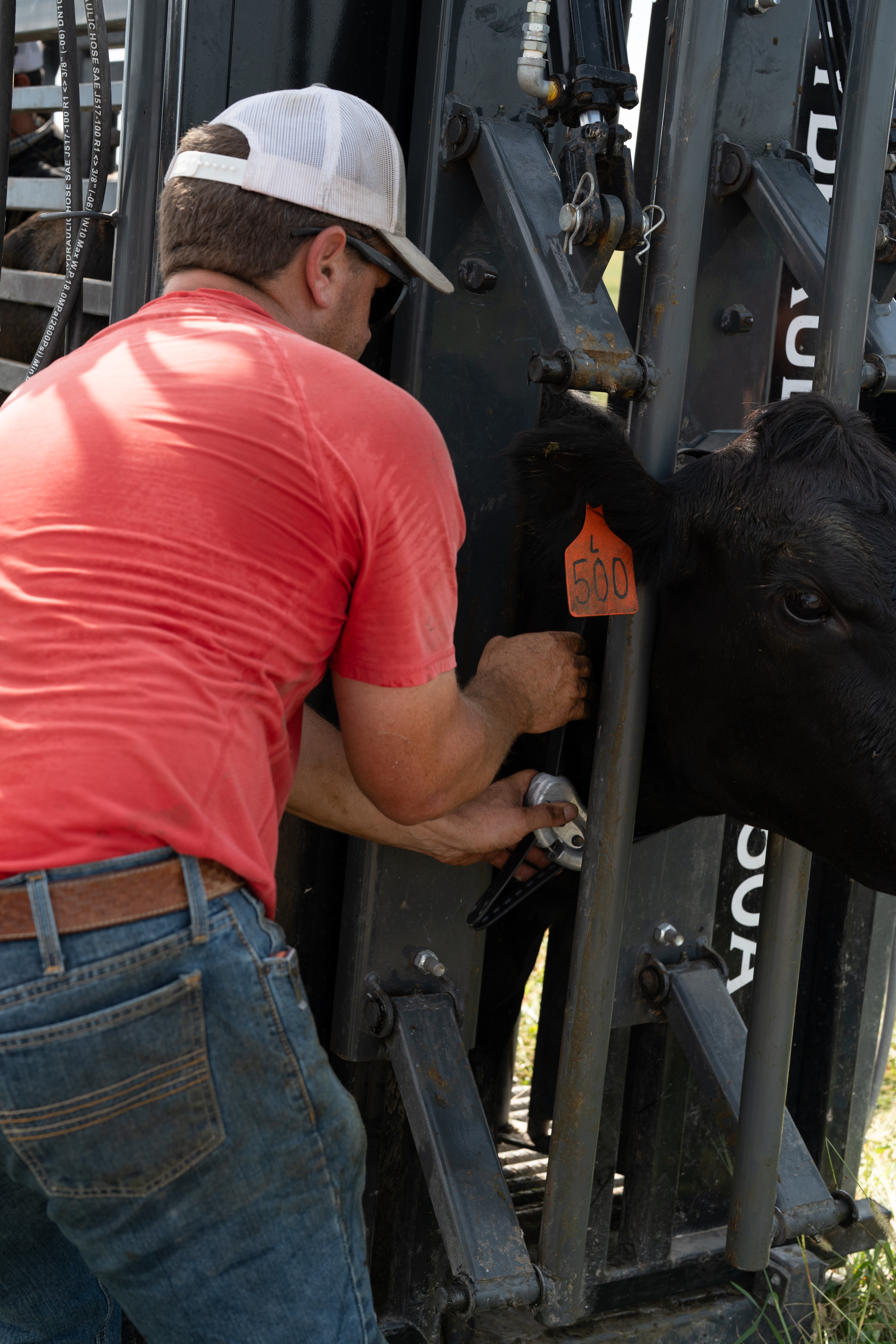 Gavin collaring a cow with monil 