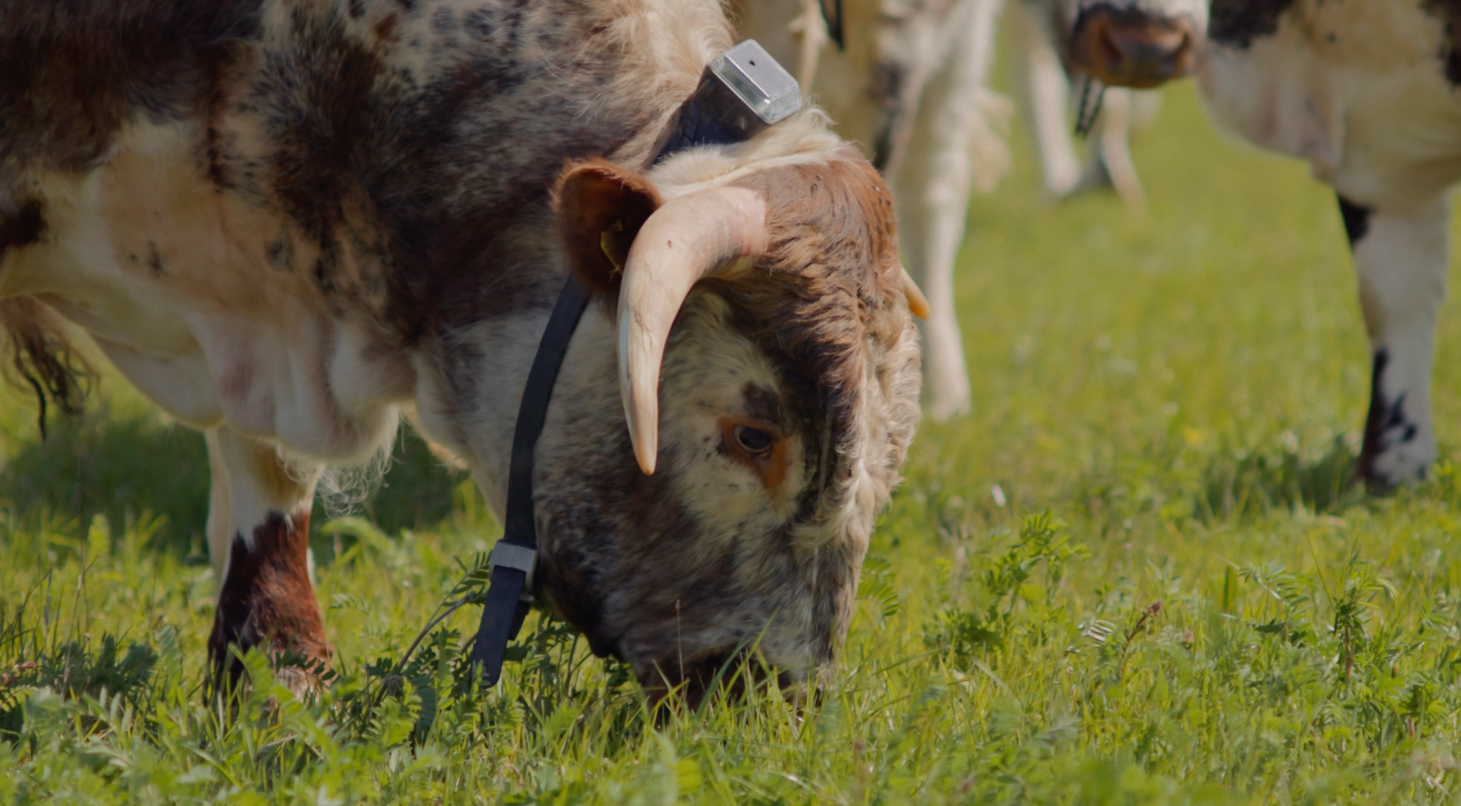 Reduce feed costs