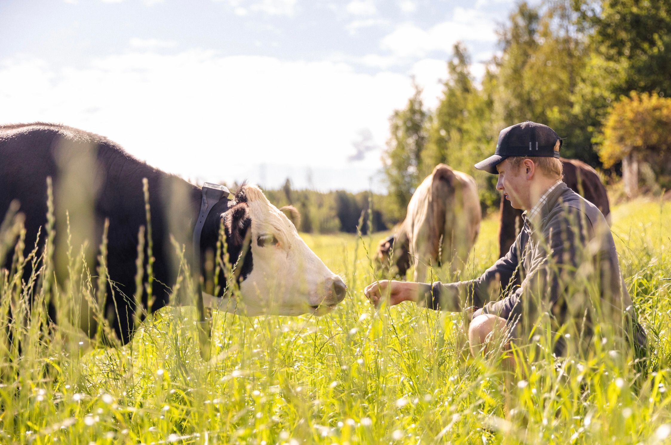 Farmers using Monil for strip-grazing