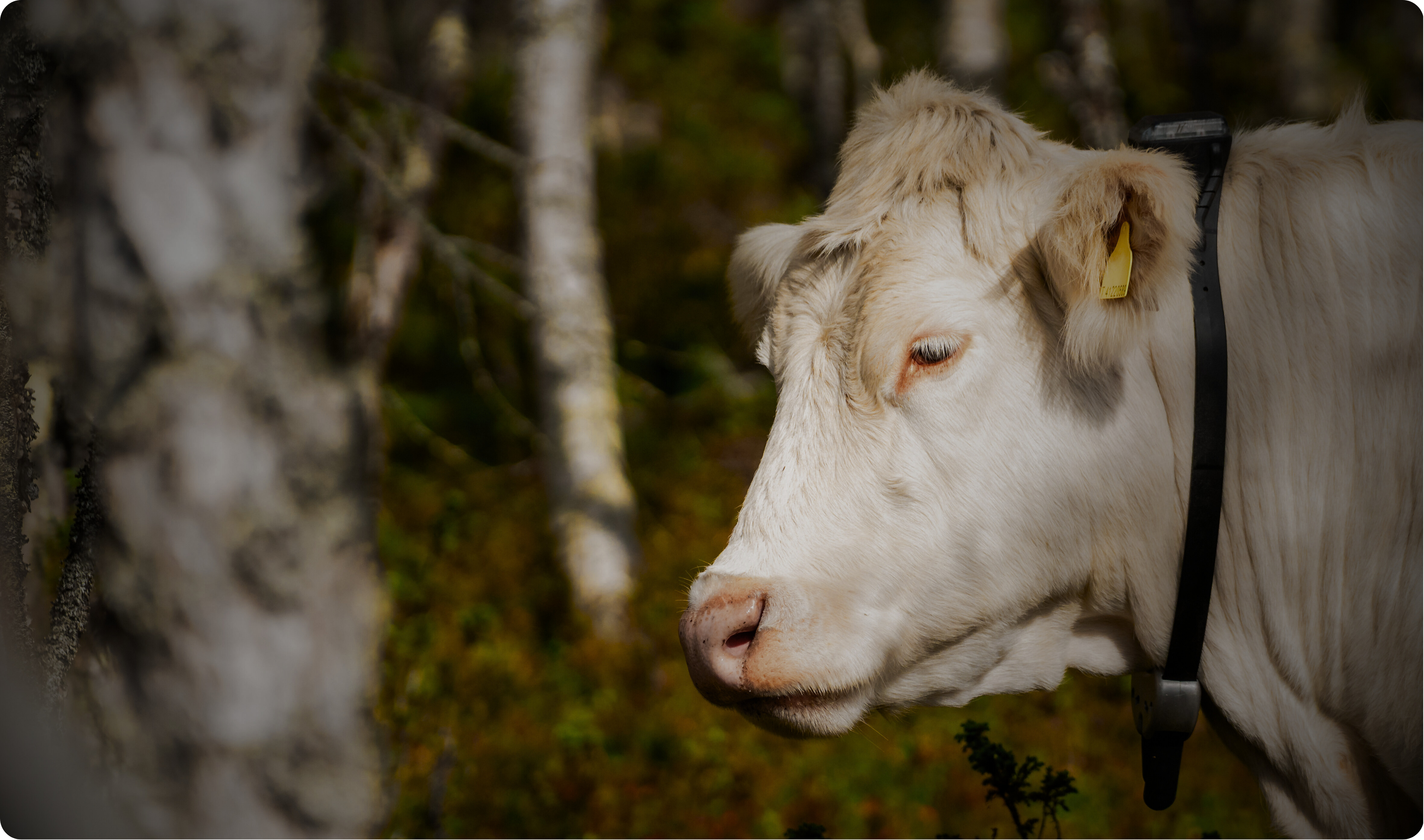 Monil app and monil collar in use