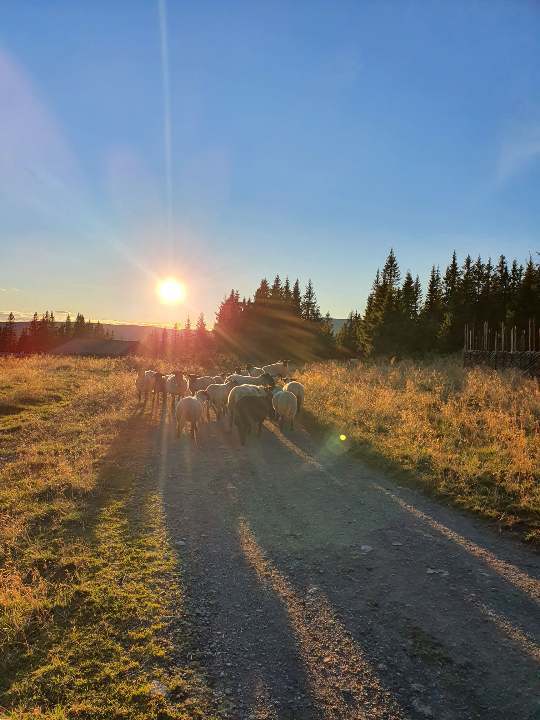 Solnedgang i Gudbrandsdalen