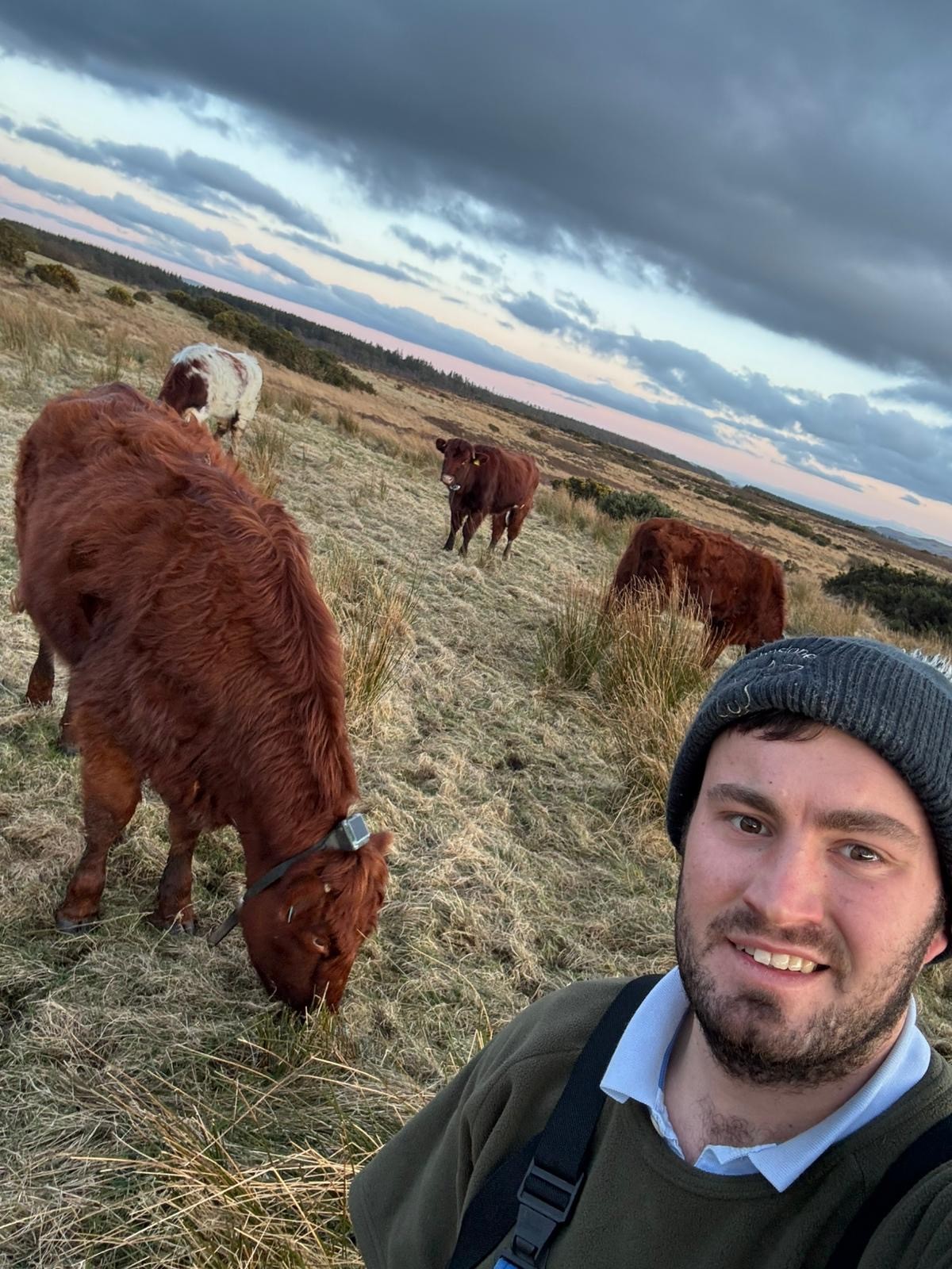 Photo of Andrew McMillan and his cows grazing, wearing Monil virtual fencing cattle collars.