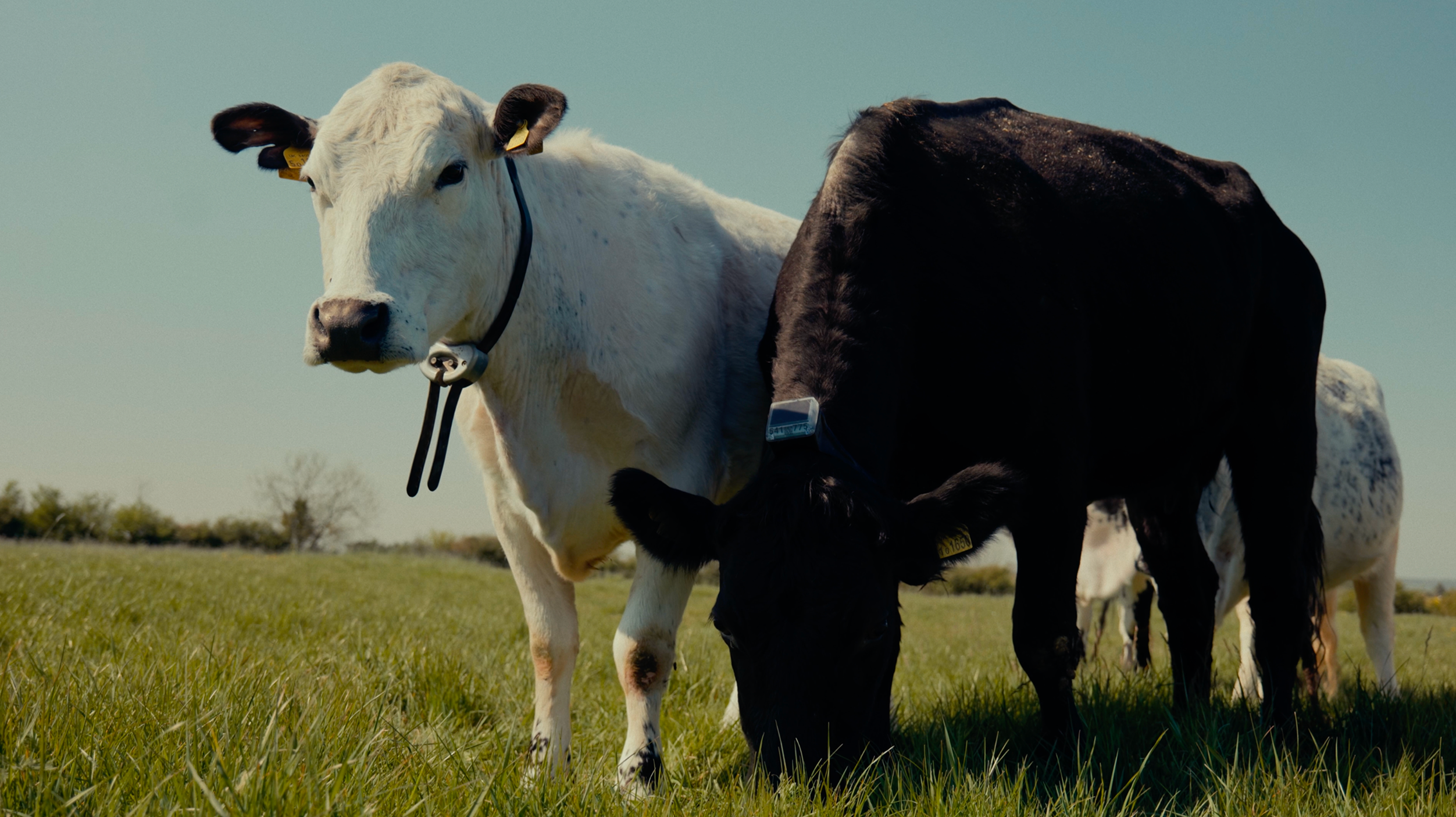 A happy herd with top-mounted collars
