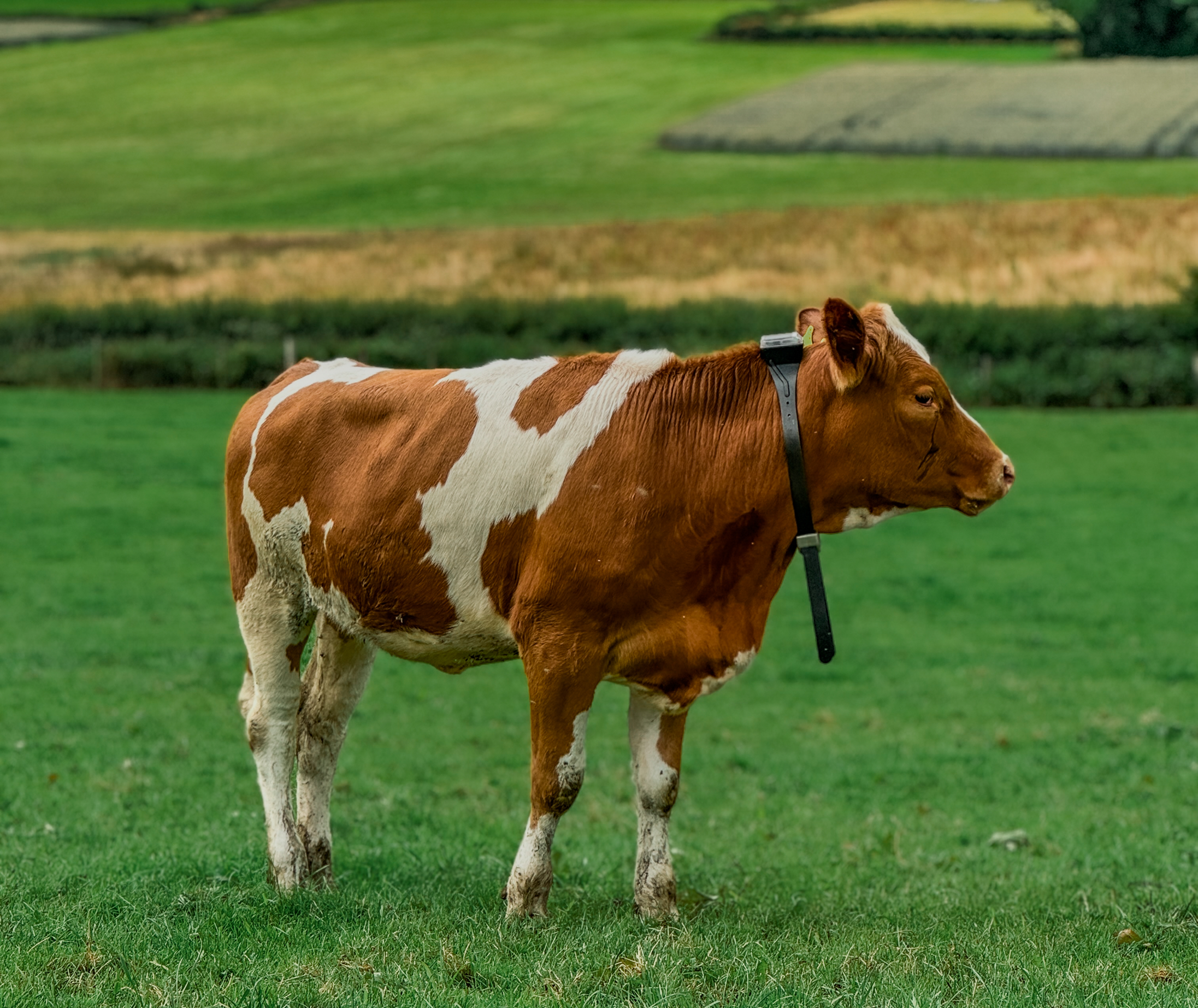 MonilForCattle