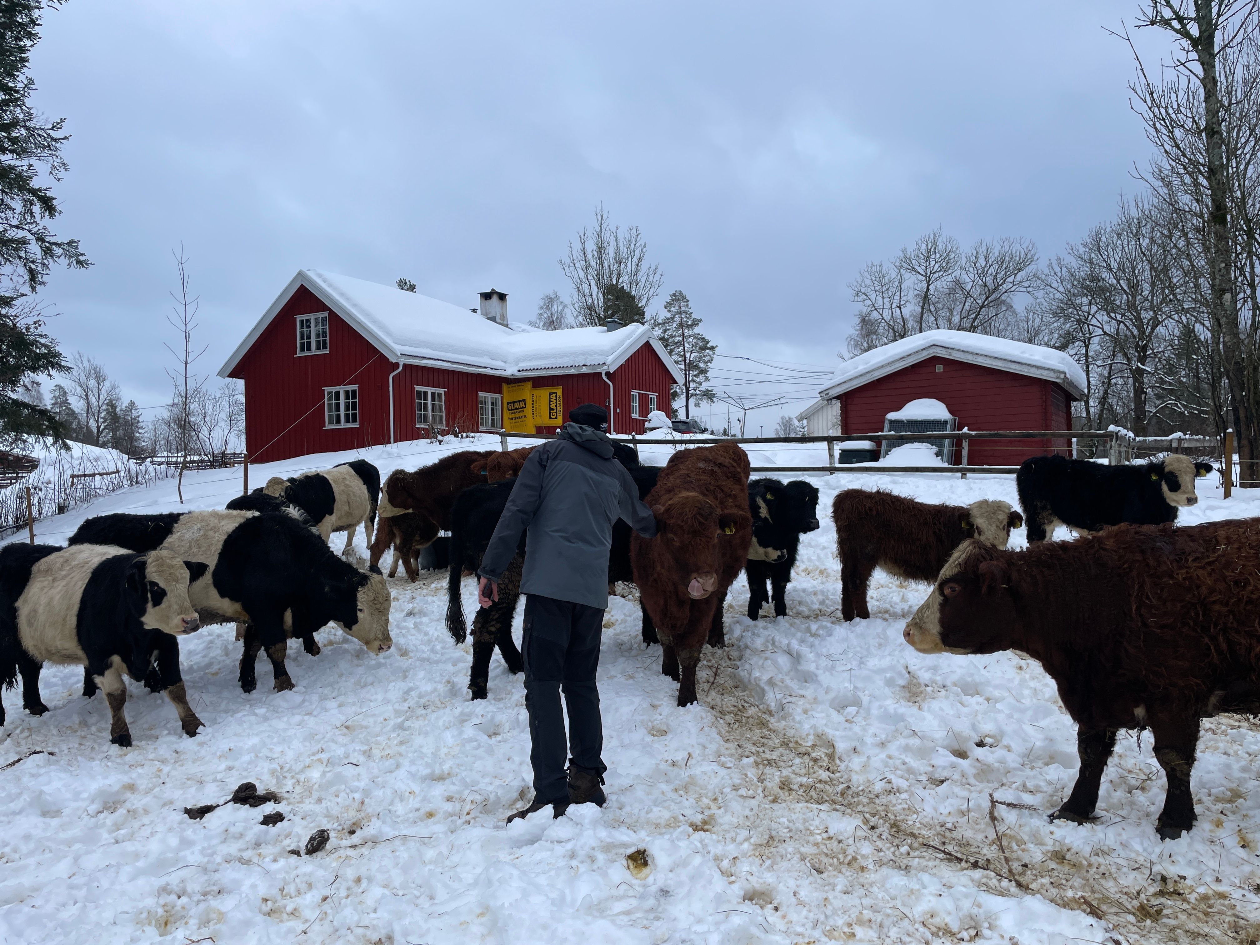 Hereford kyr på vinterbeite med Monil 