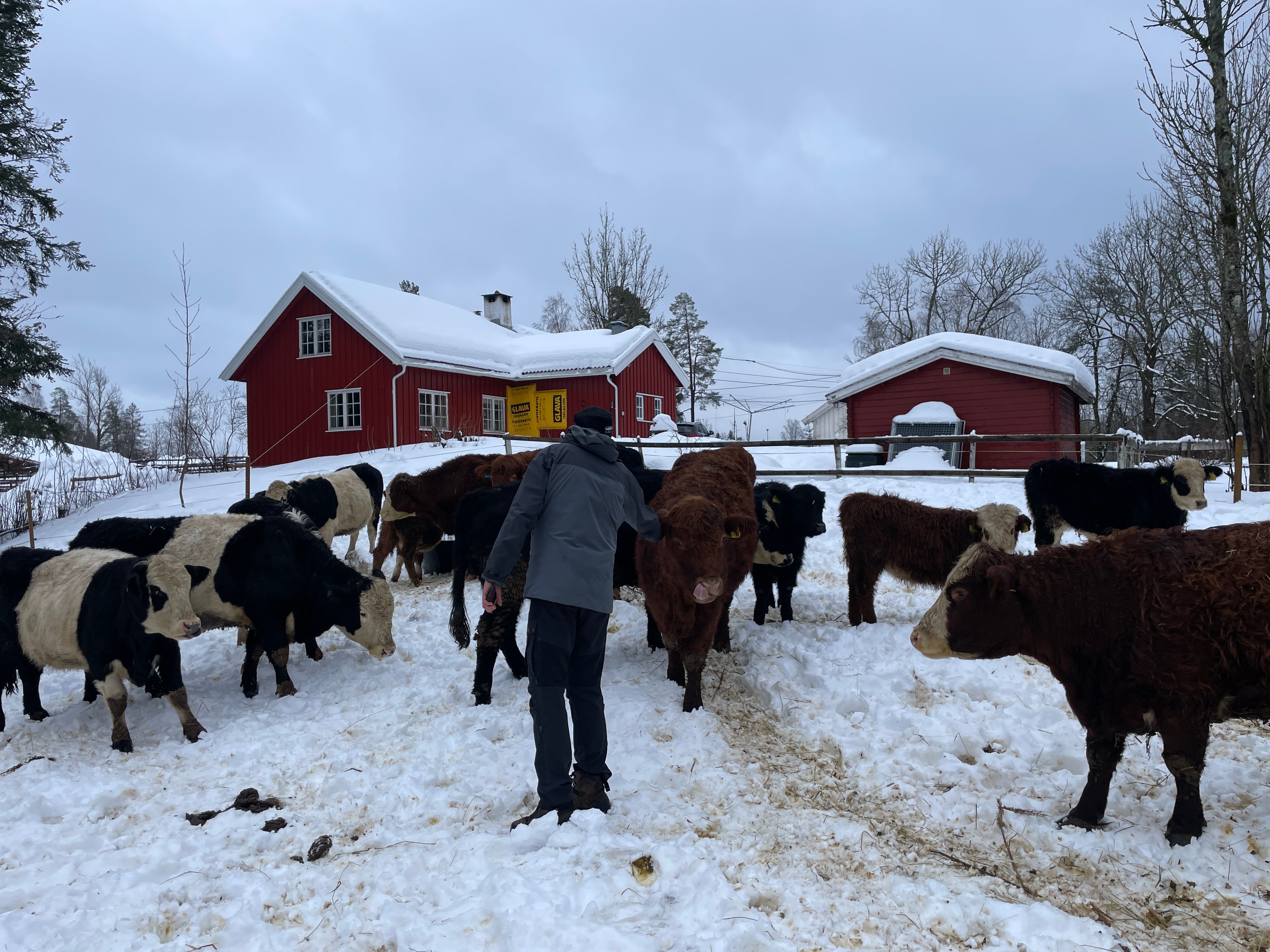 Hereford kyr på vinterbeite med Monil 