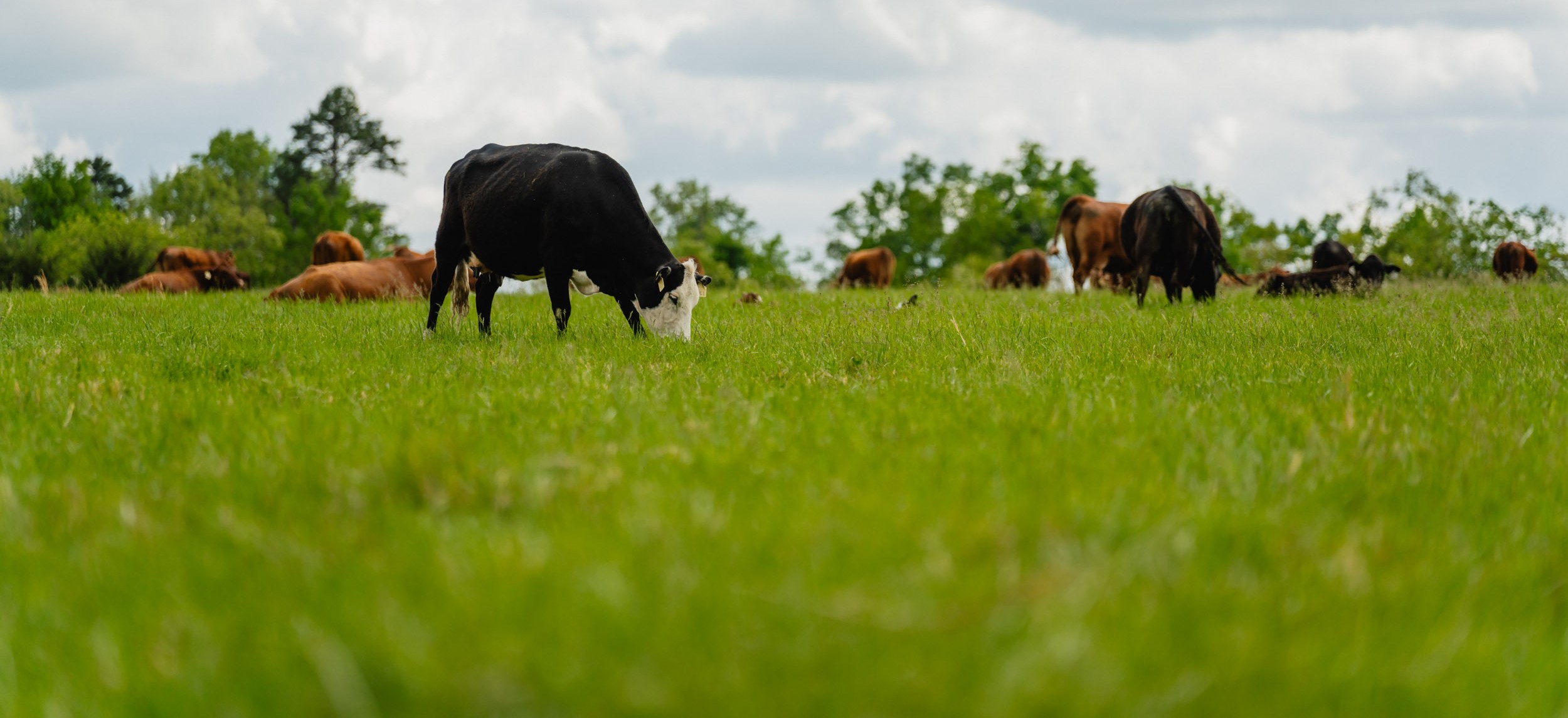 Reduce feed costs