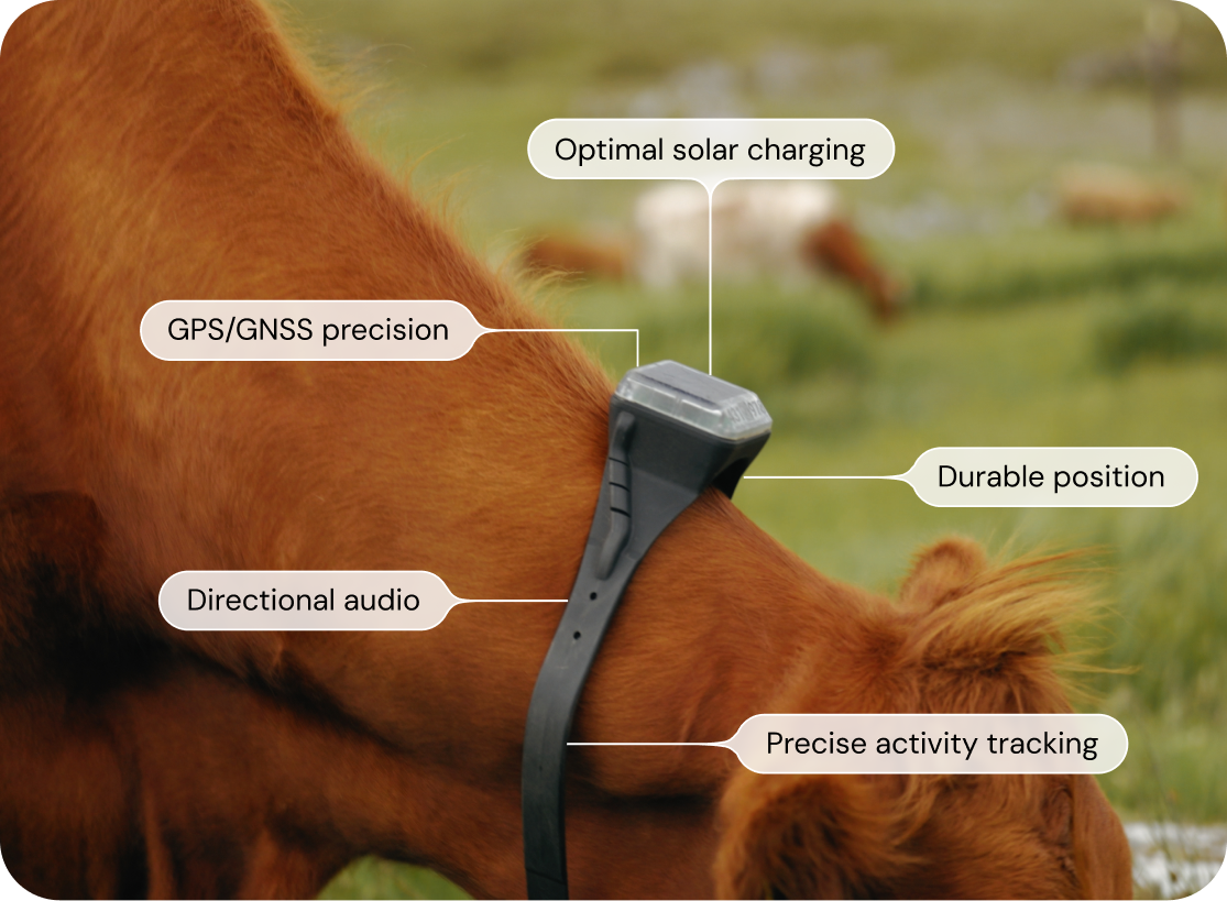 Monil cattle collar and its benefits 