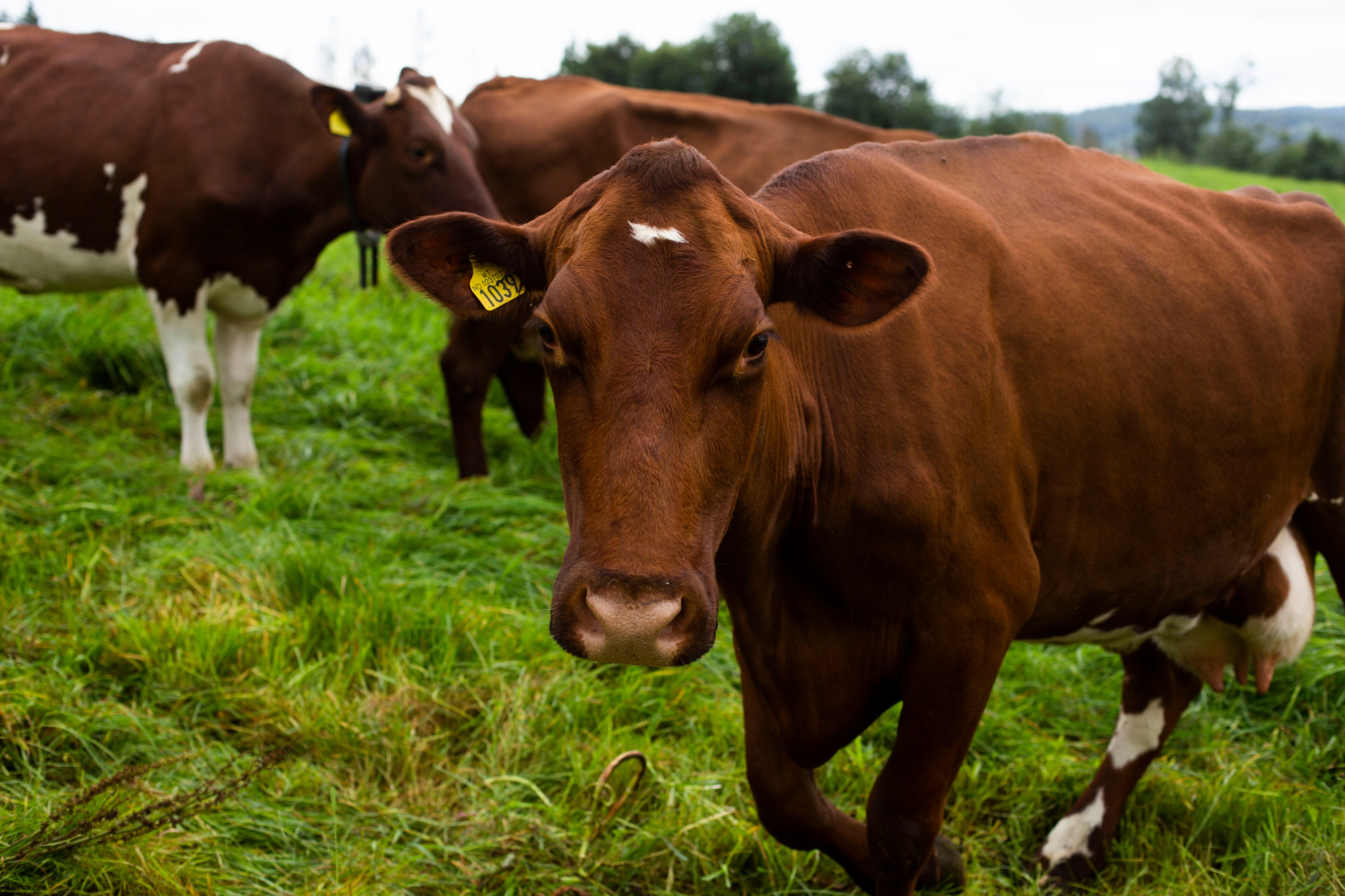 Storfebonden får en enklere hverdag med Monil