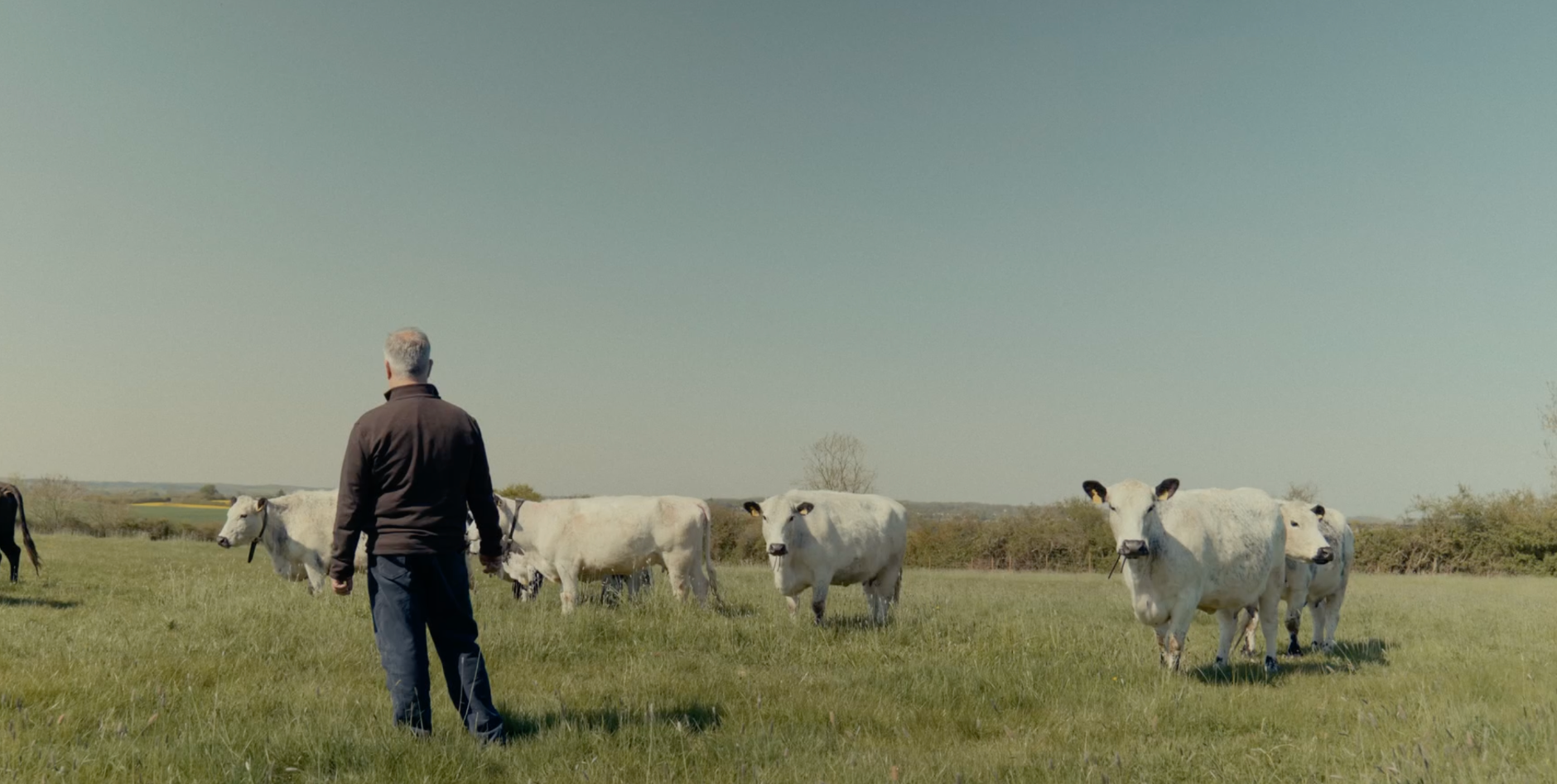 monil cows